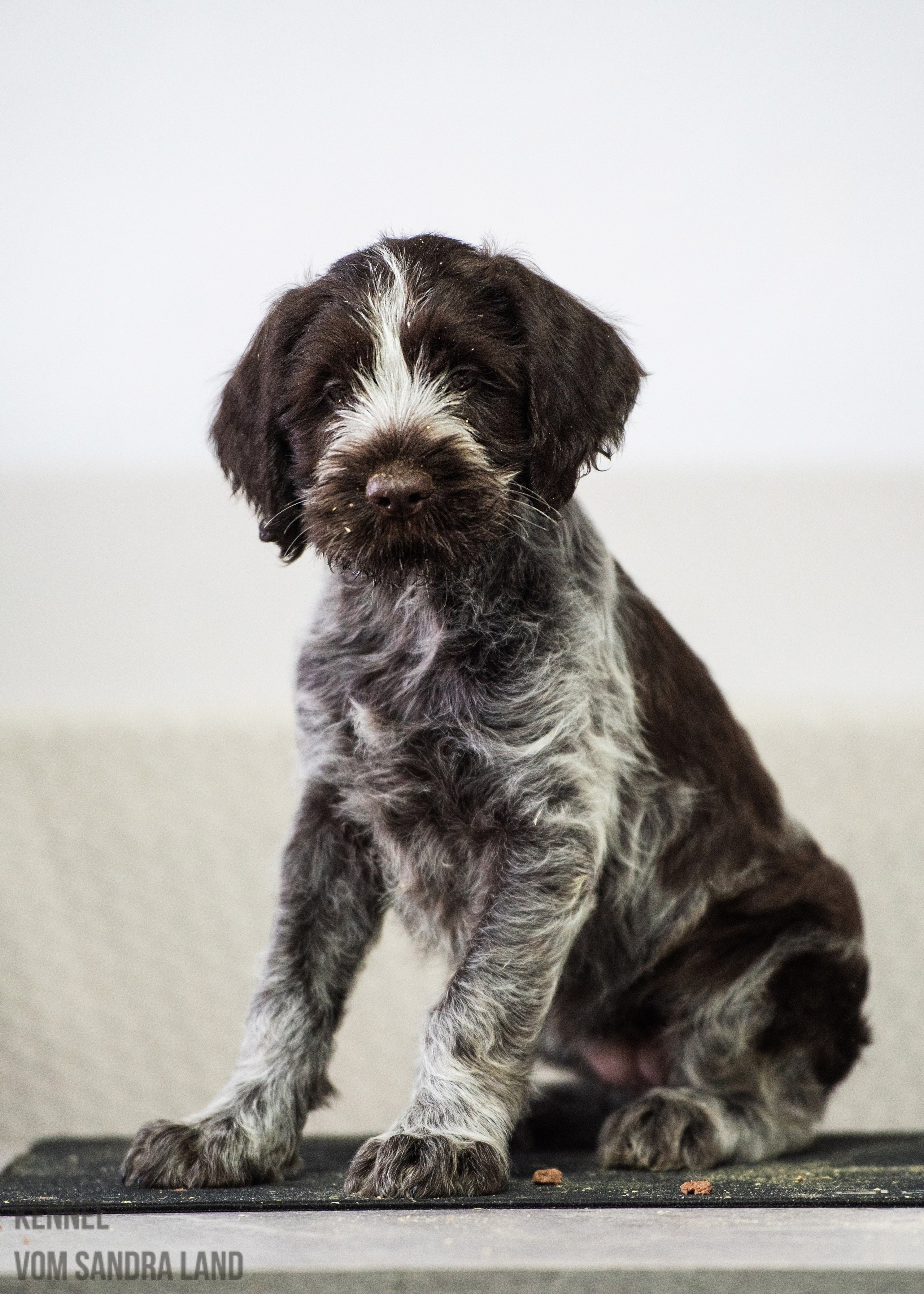 Вейла вом Сандра Лэнд, Veila vom Sandra Land