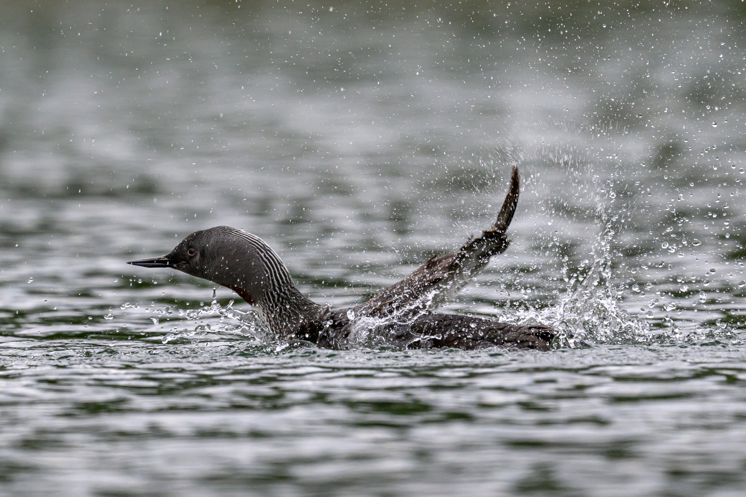 Краснозобая гагара. Wildlife photography by Sergey Puponin