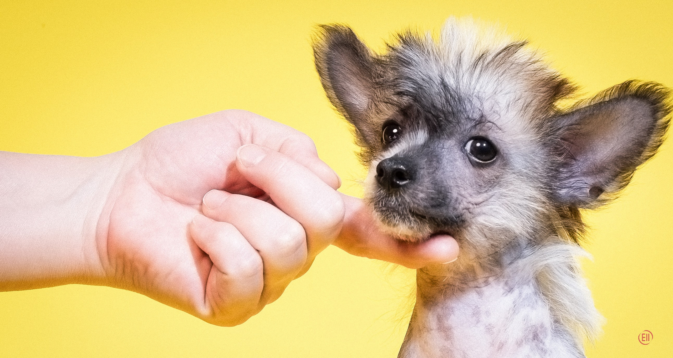 Poale Ell Deniz. Poale Ell Chinese Crested Dog Kennel: Buy a puppy from the kennel