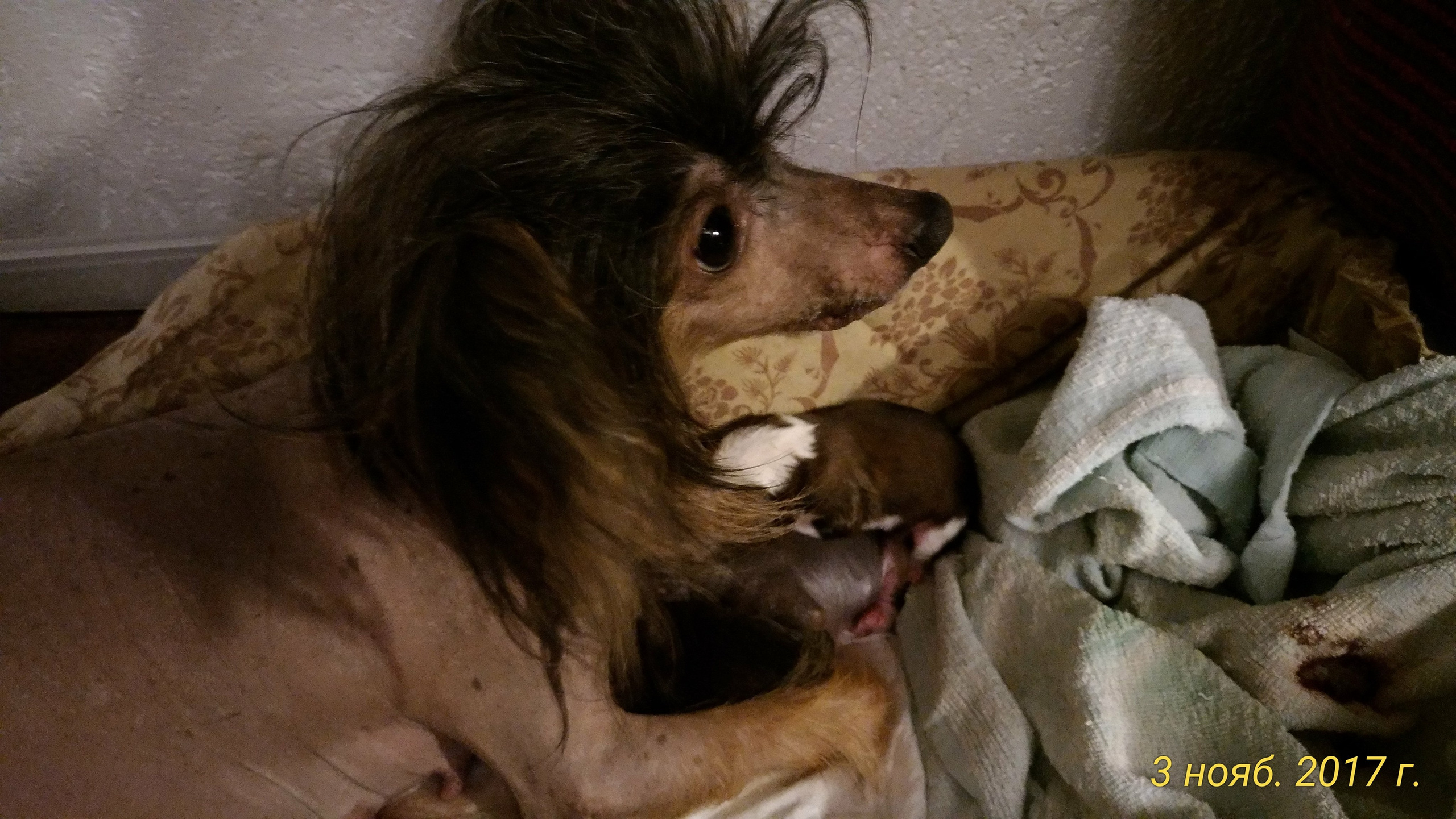 Помёт B. Питомник китайских хохлатых собак Poale Ell: купить щенка в питомнике