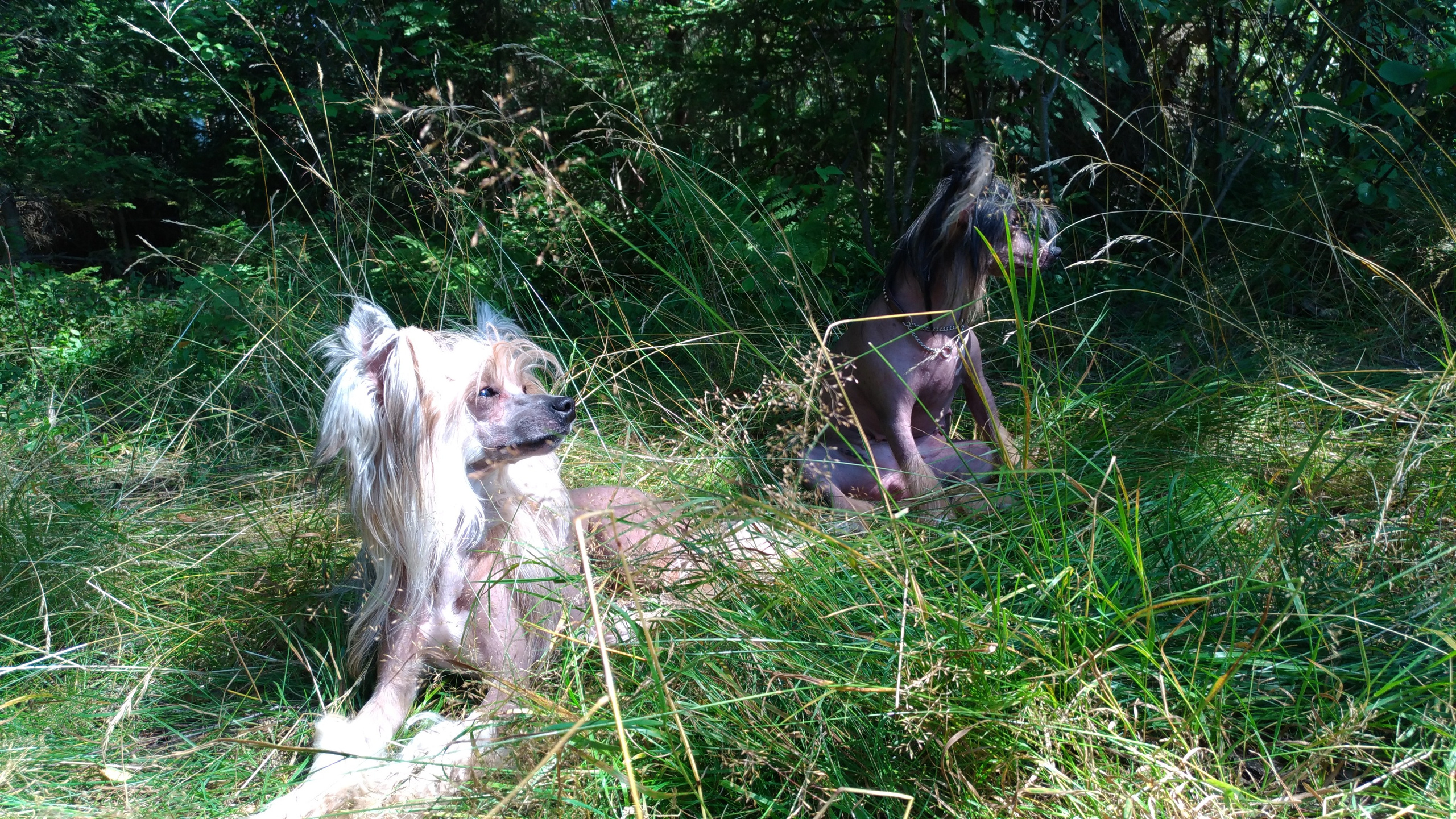 Hike to Konakovo. Poale Ell Chinese Crested Dog Kennel: Buy a puppy from the kennel