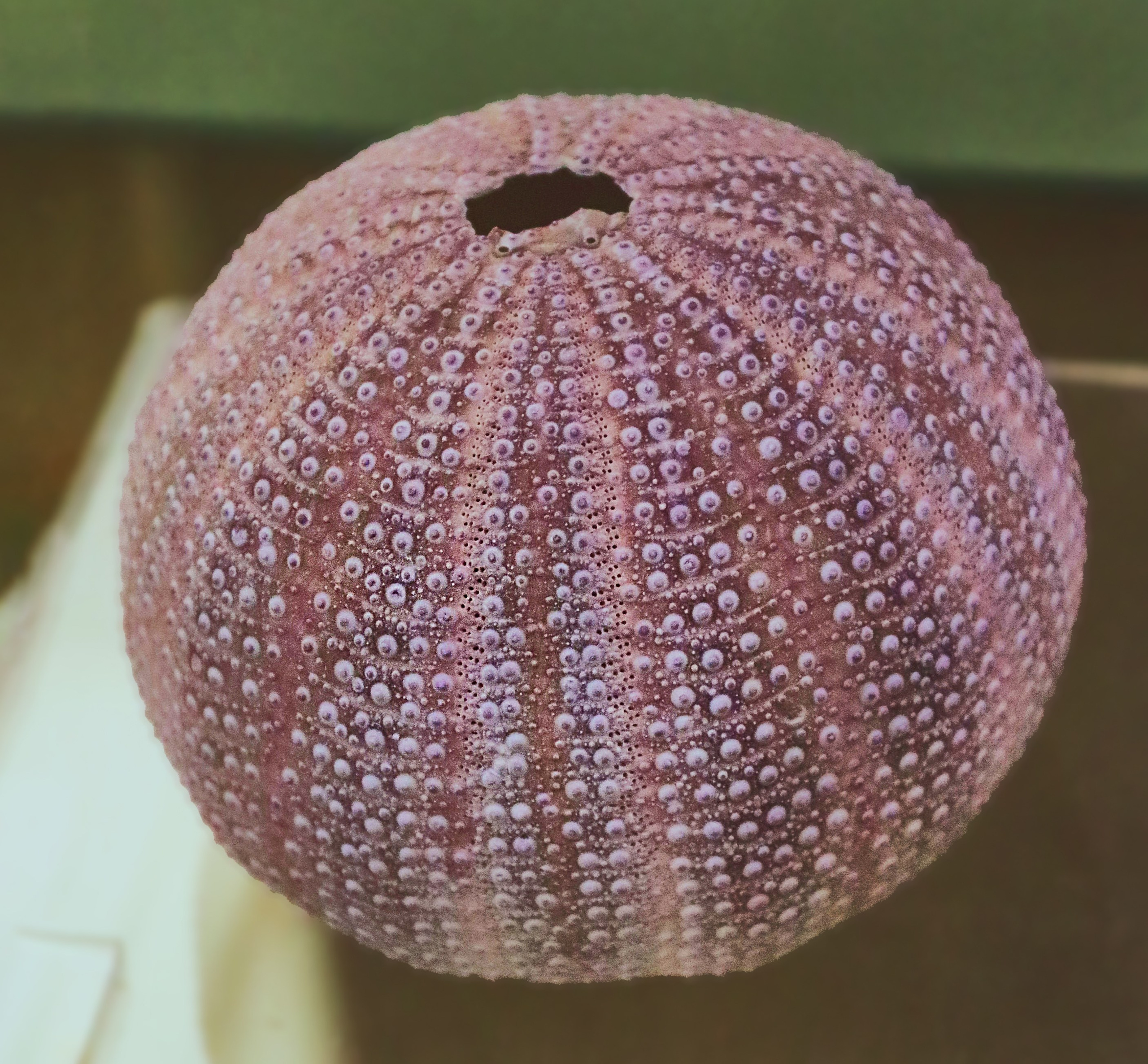 Морской калейдоскоп. Фотограф Юлия Маринина