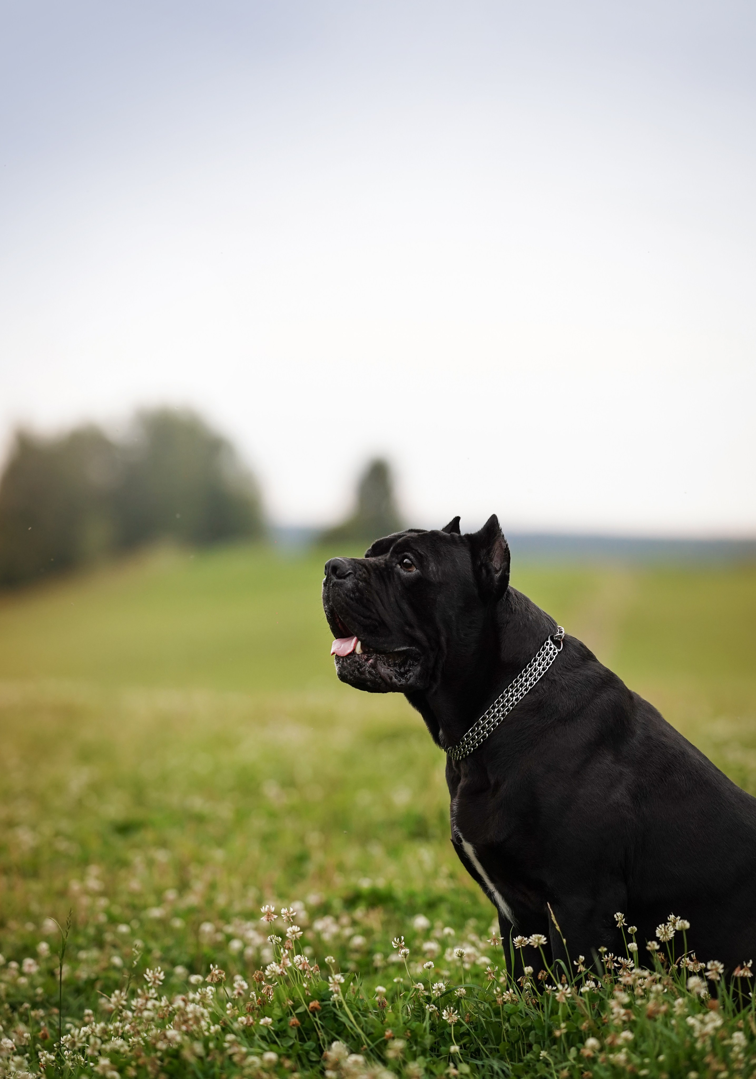 Юлия Костя и Виннер. Фотограф-анималист в Санкт-Петербурге Яна Мартынова