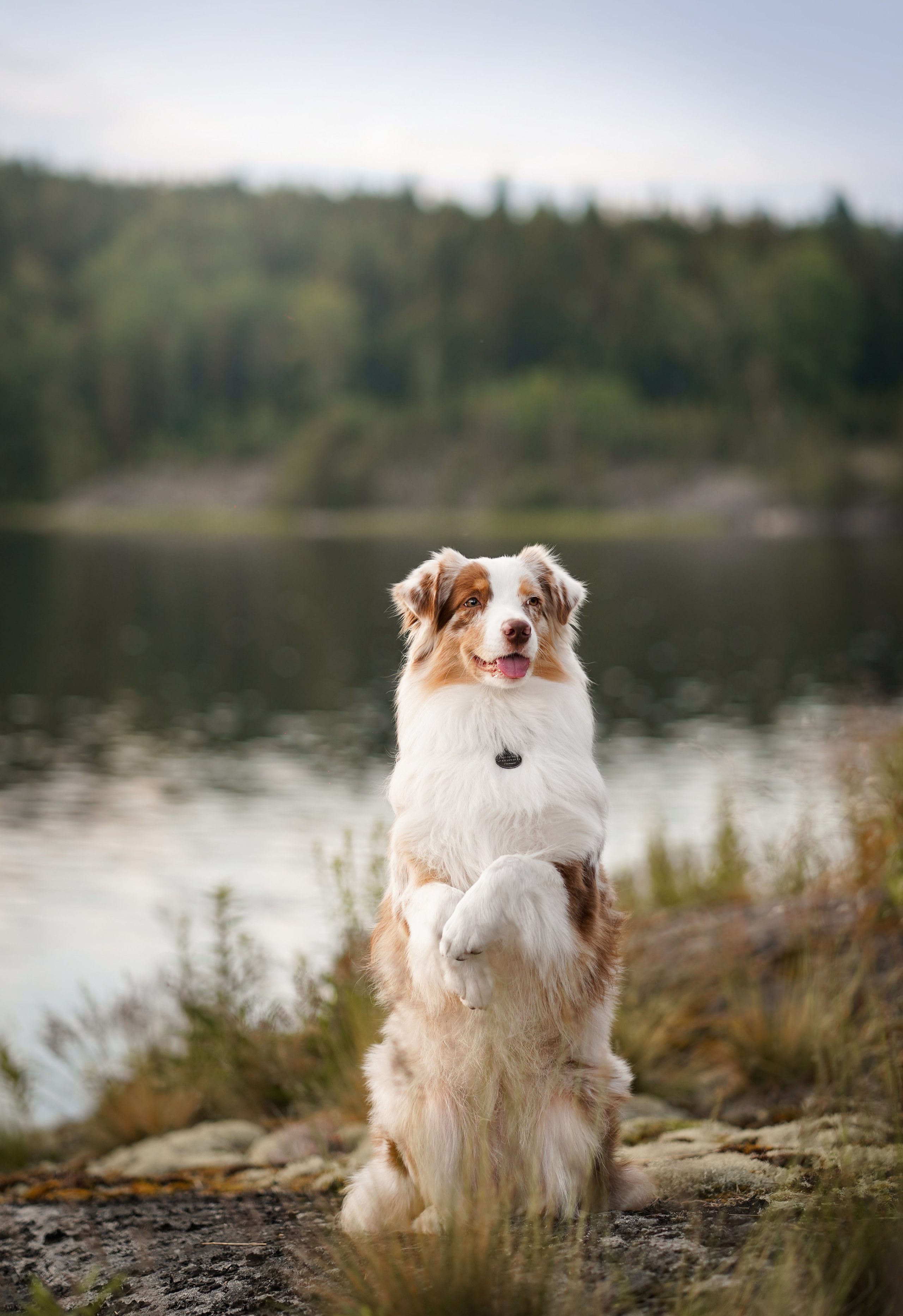 Карелия. Фотограф-анималист в Санкт-Петербурге Яна Мартынова