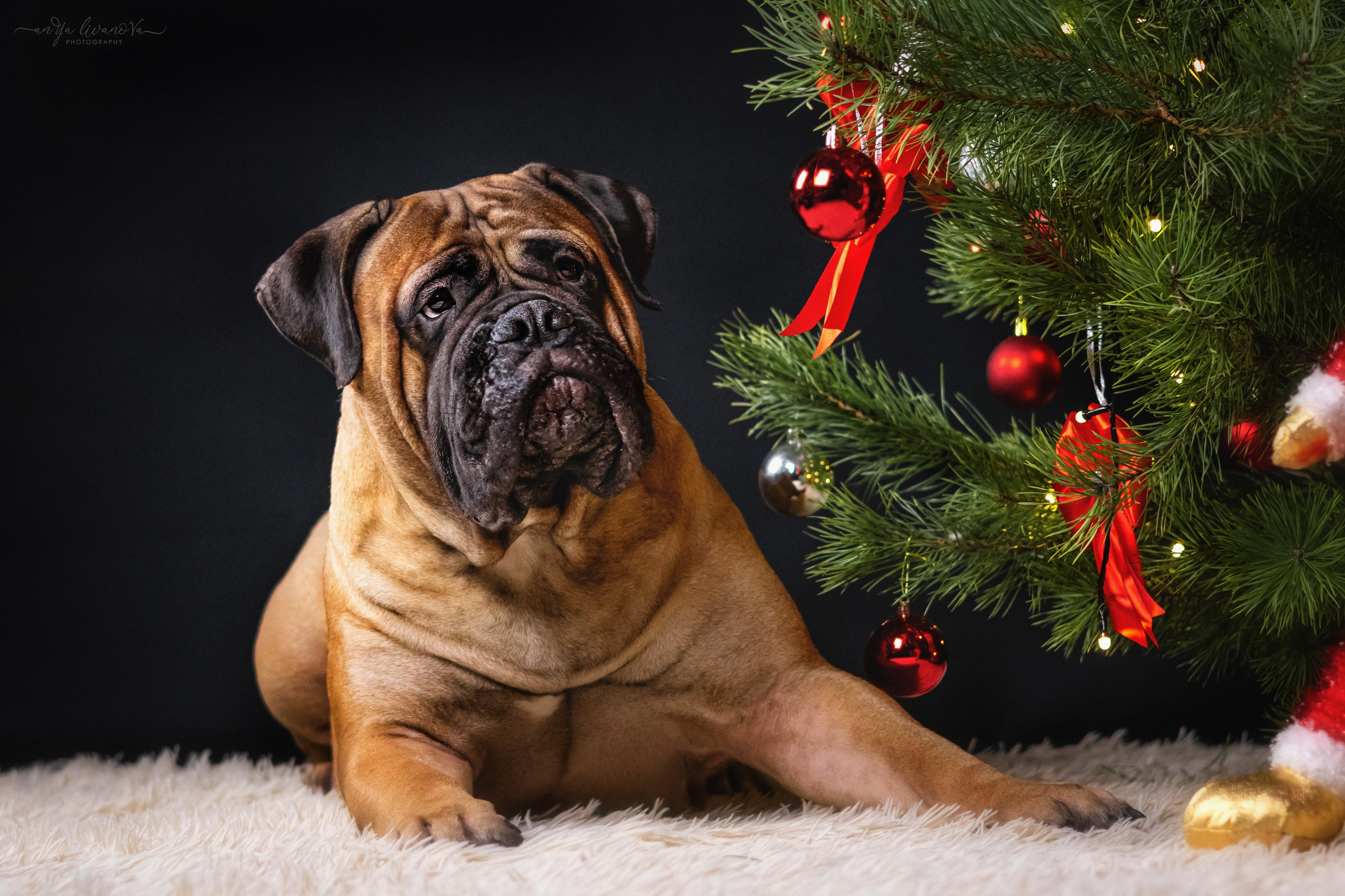 Новогодняя атмосфера в «Simply the Best». Фотограф анималист Аня Ливанова | Рыбинск