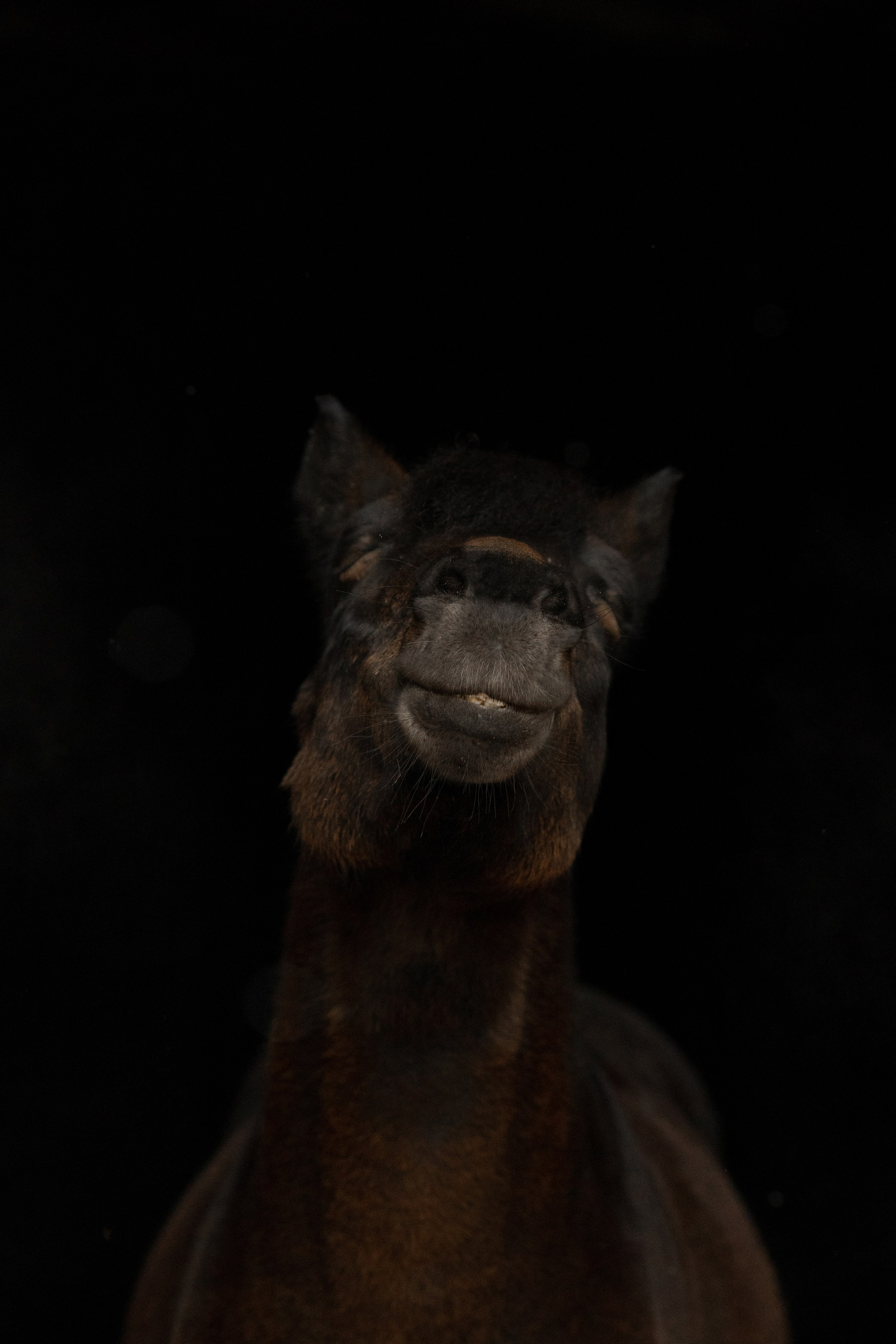 Лошади. Конный фотограф Валынкина Лера