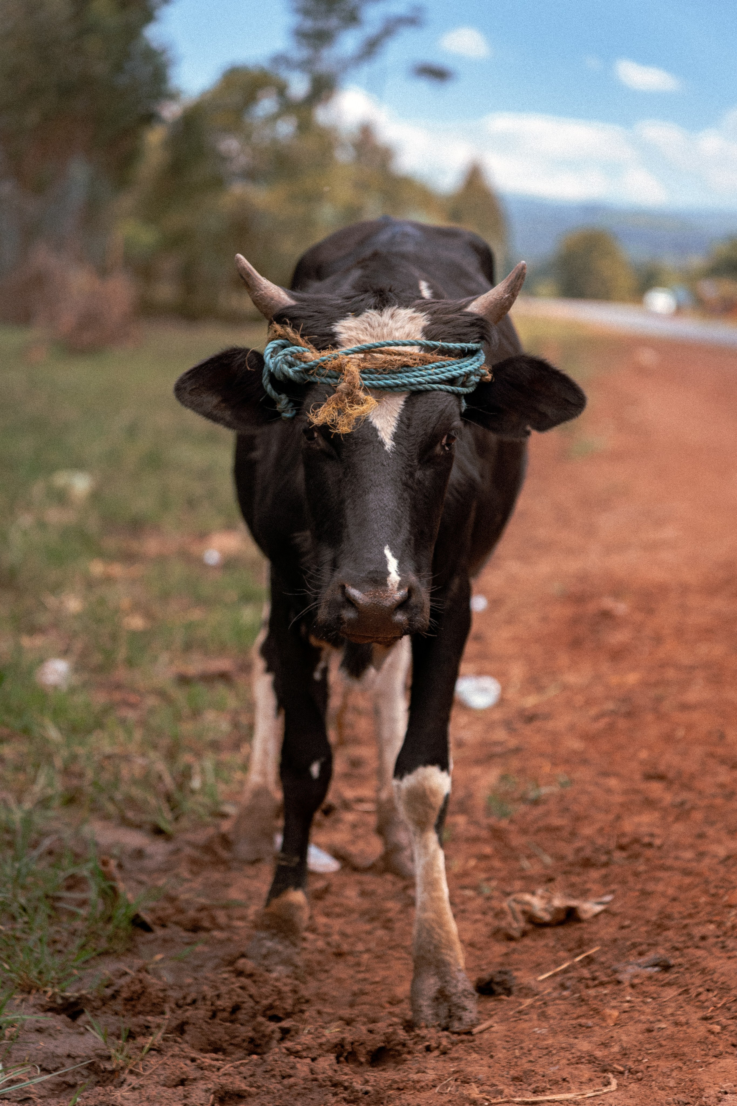 По дорогам Эфиопии. Юля Дэй • Фотограф, Санкт-Петербург