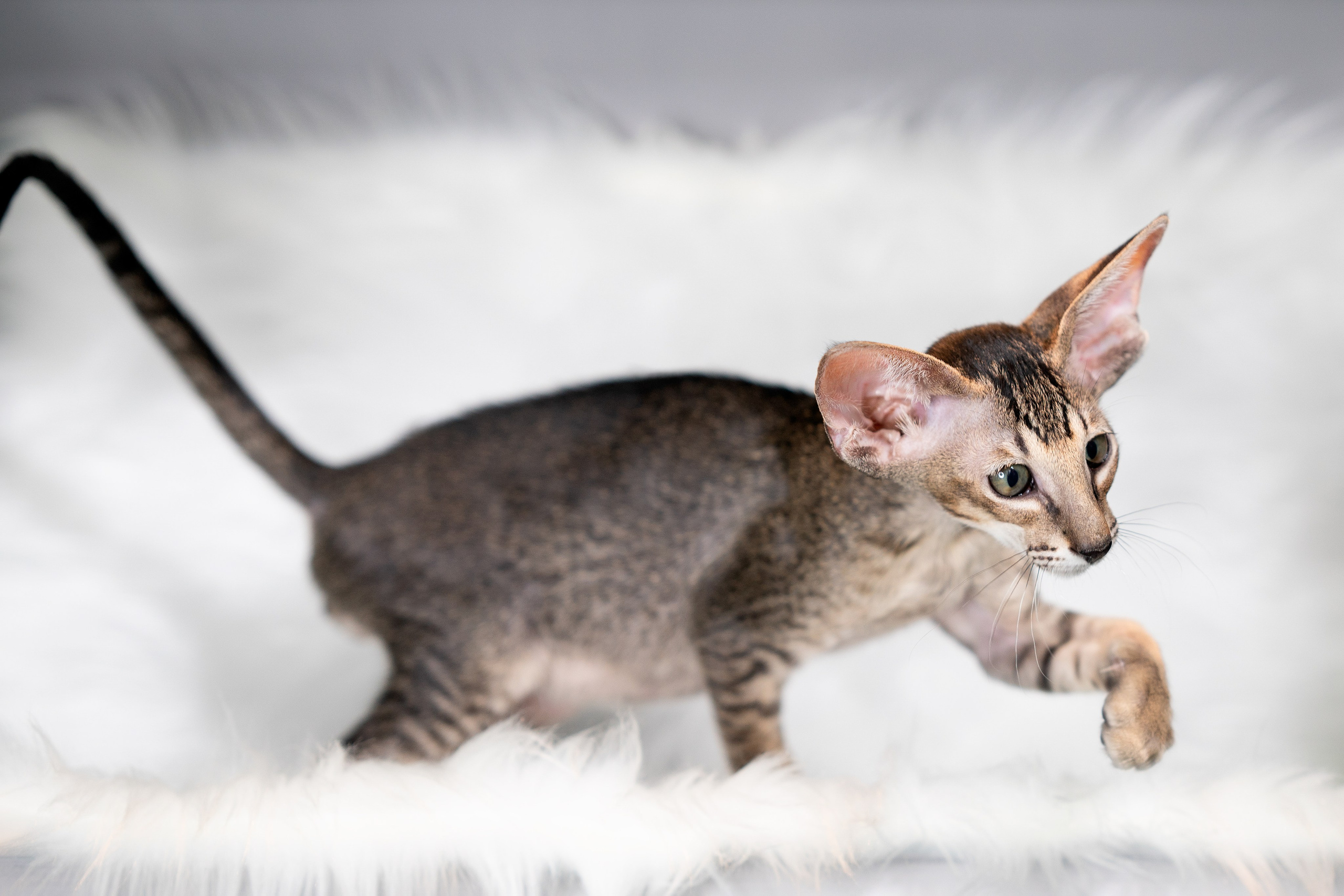 Заводчик Юлия Панова. Творческий фотограф Вологда