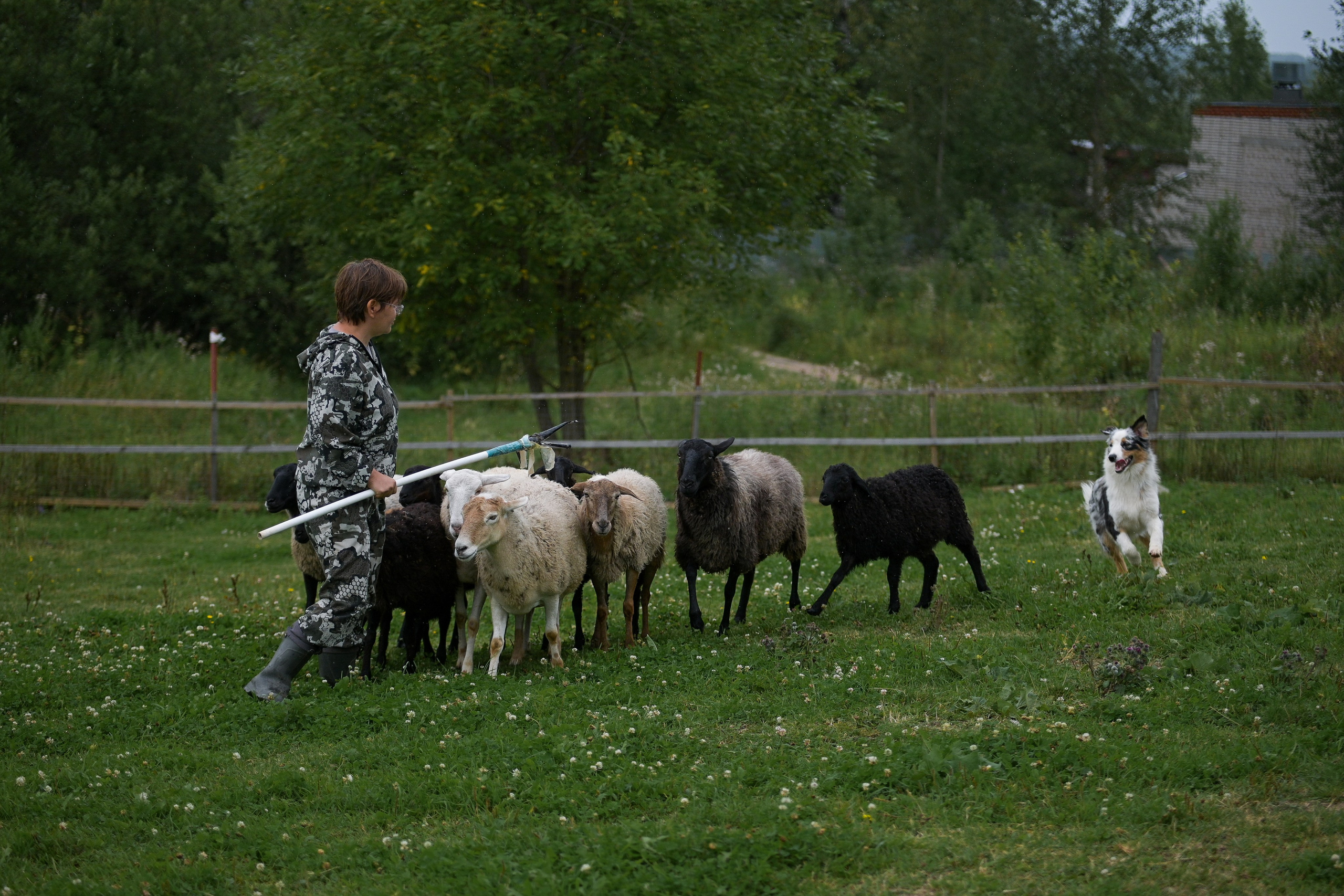 Пастьба собак. Творческий фотограф Вологда