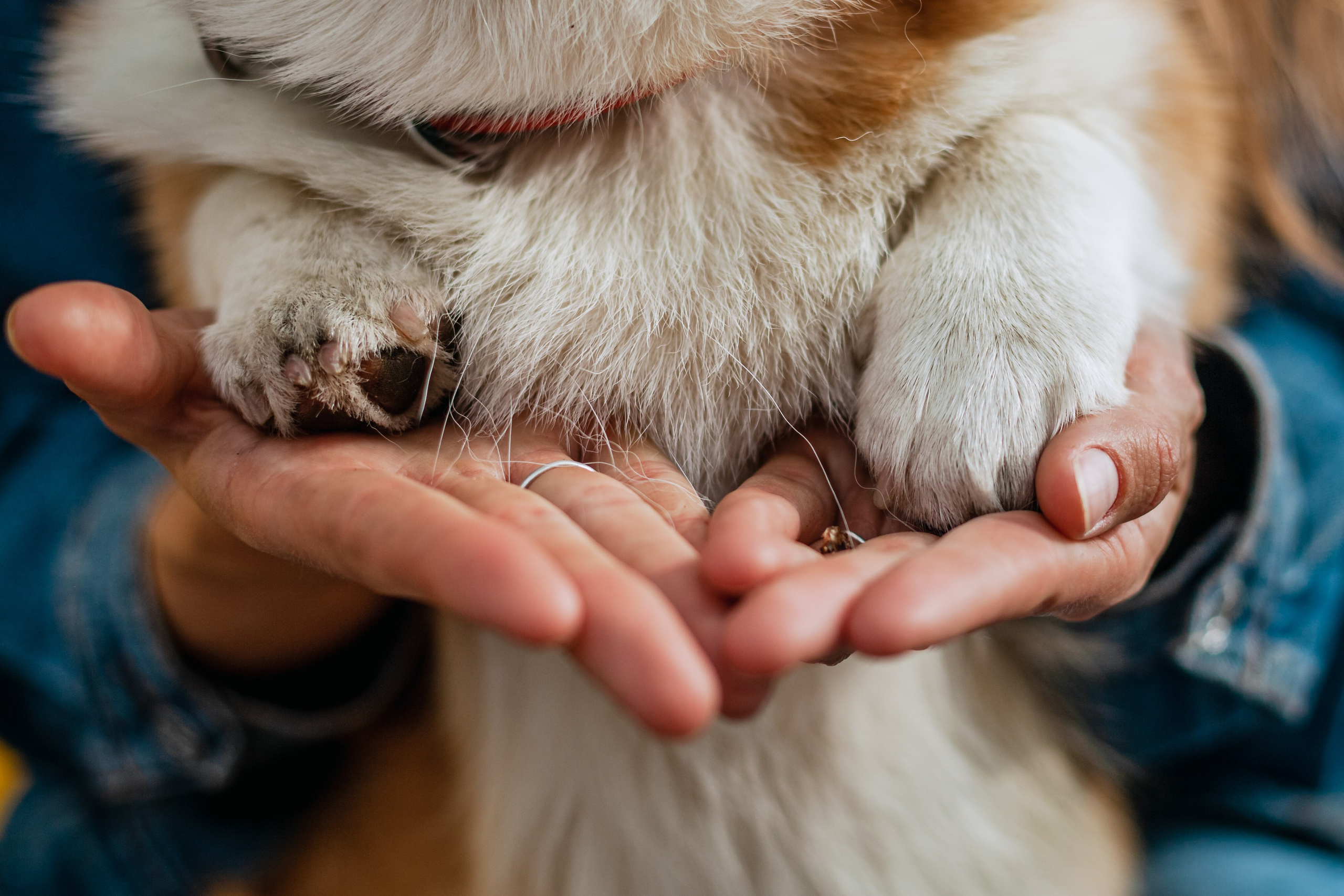 Андреевский мост. Фотограф-анималист Татьяна Степанова
