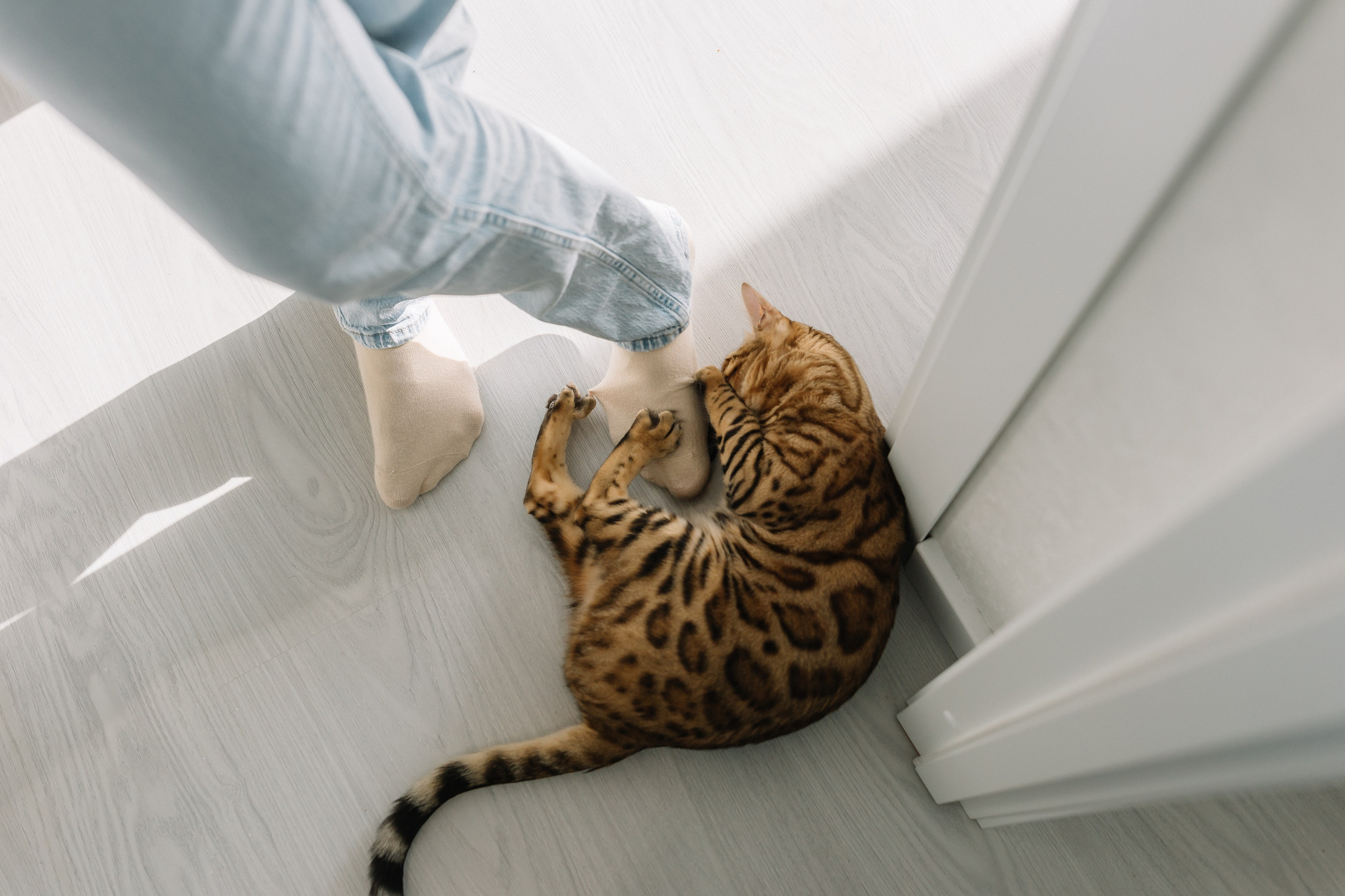 Тима, Мила, Алёша, Алисия домашняя. Семейный фотограф в Волгограде Надежда Головко