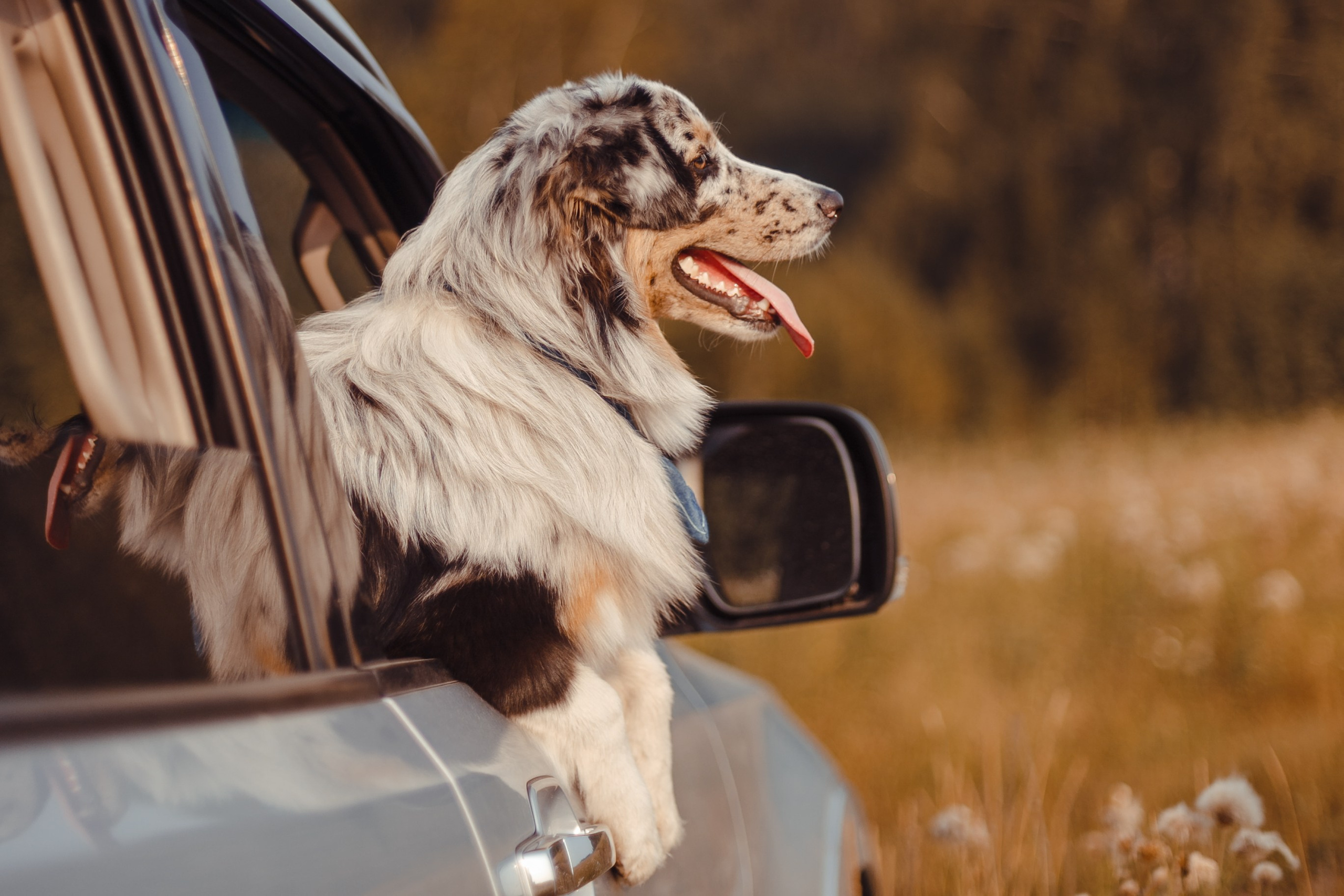 Mike. PHOTOGRAPHER romanoff-egor