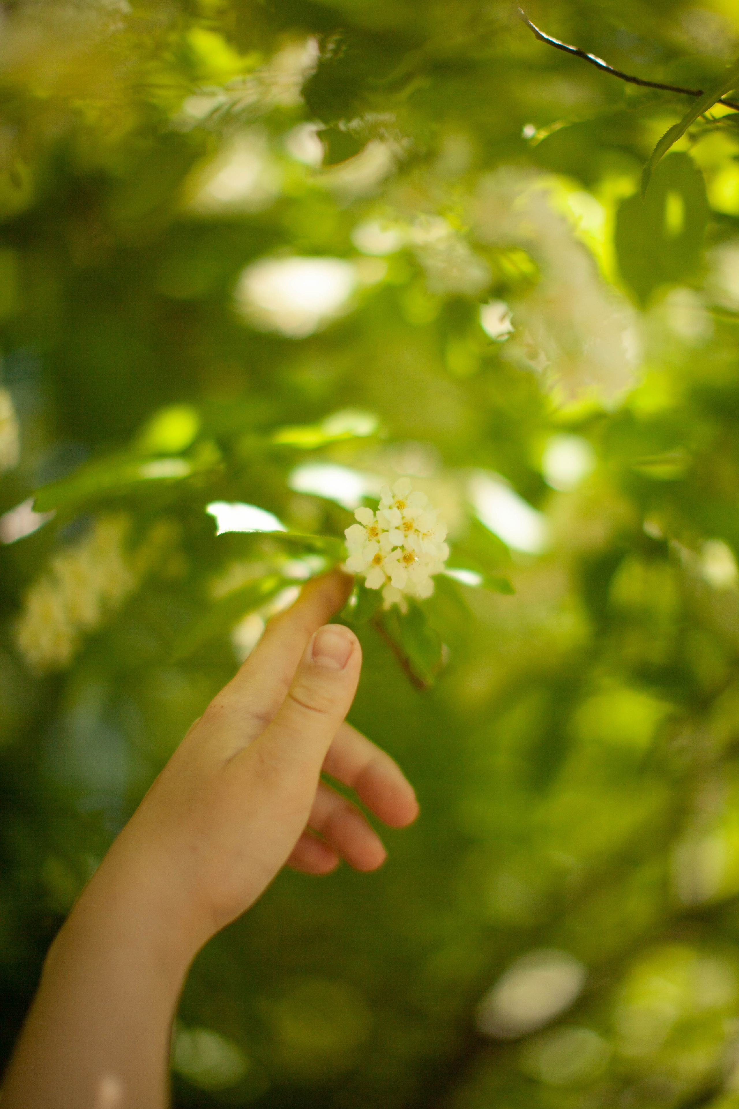 Летний день. Art my Pho