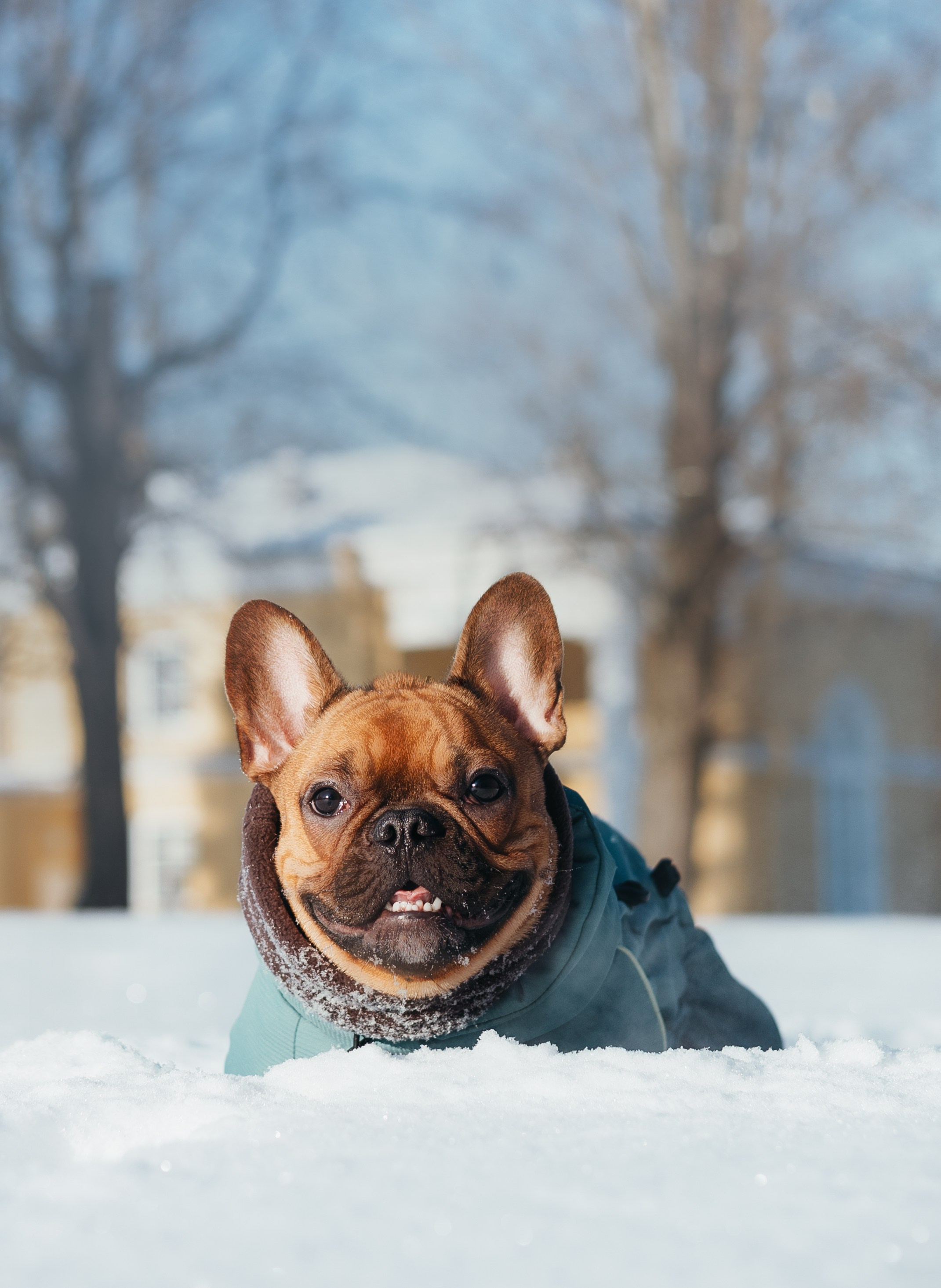 Дарья и Боня. Фотограф животных Евгения Верцинская
