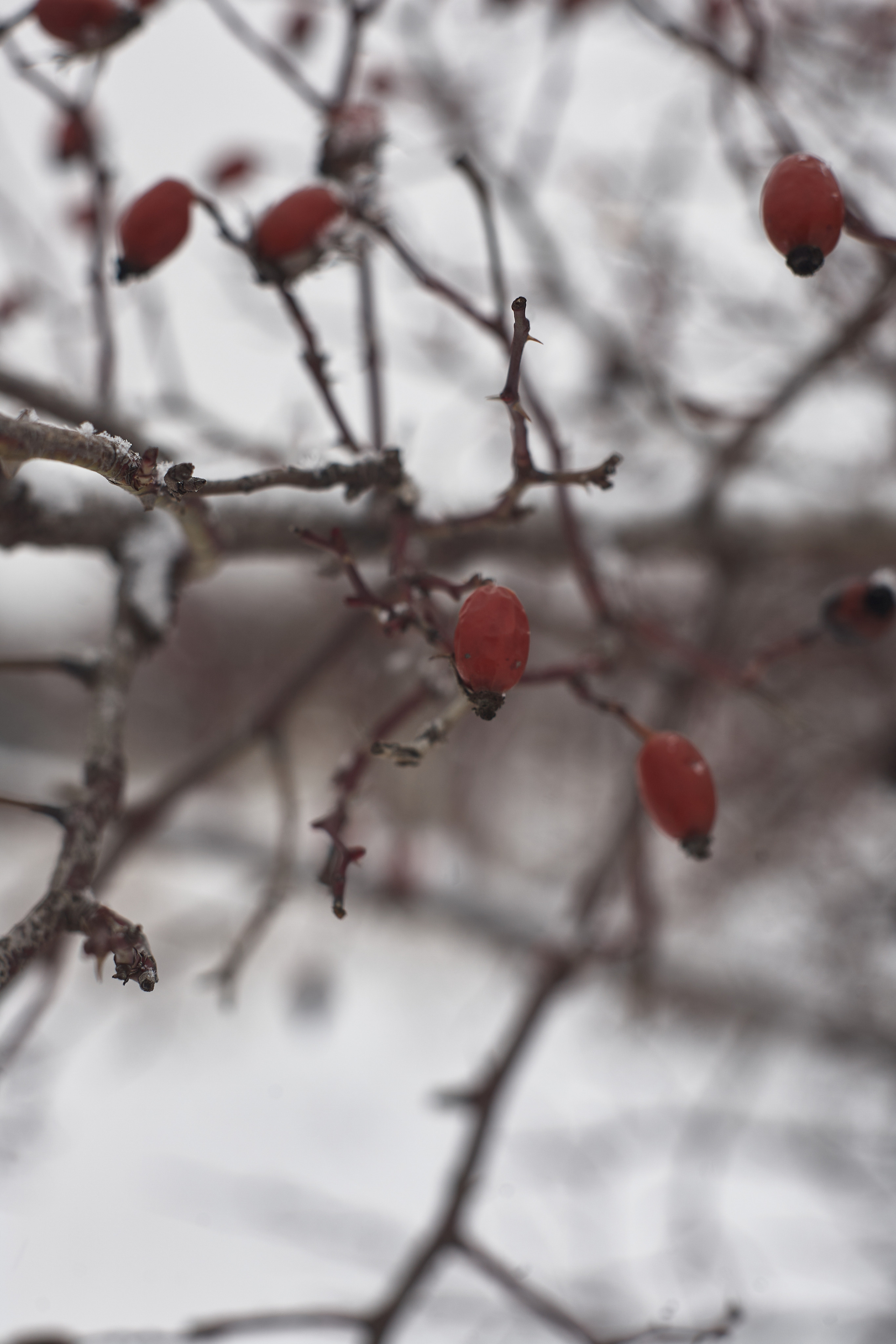 Фотограф в Волгограде Соколова Вера