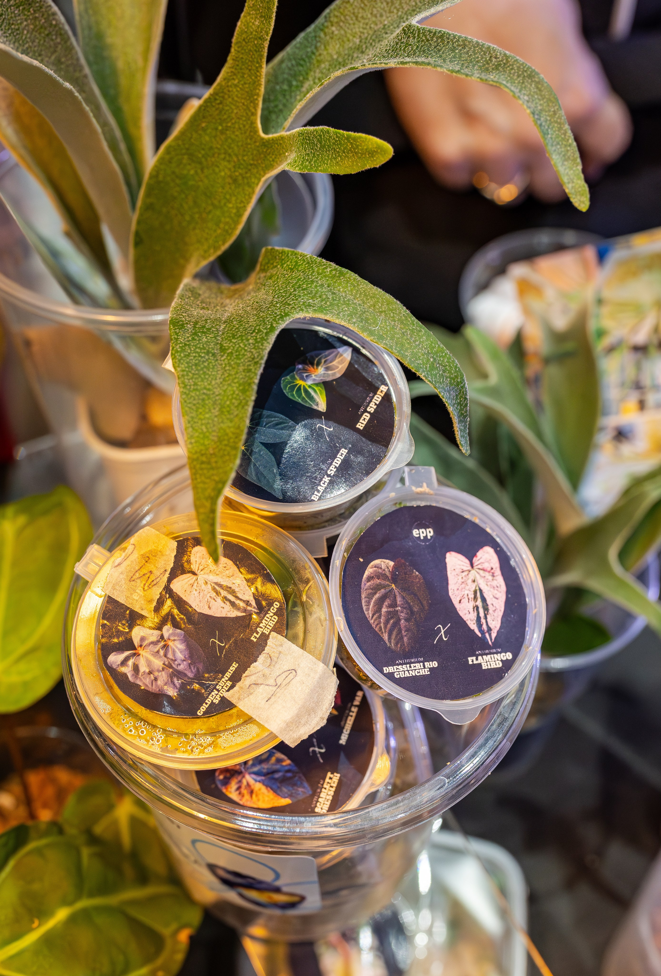 Монстериум апрель 2026. Александра Куликова фотограф, Москва