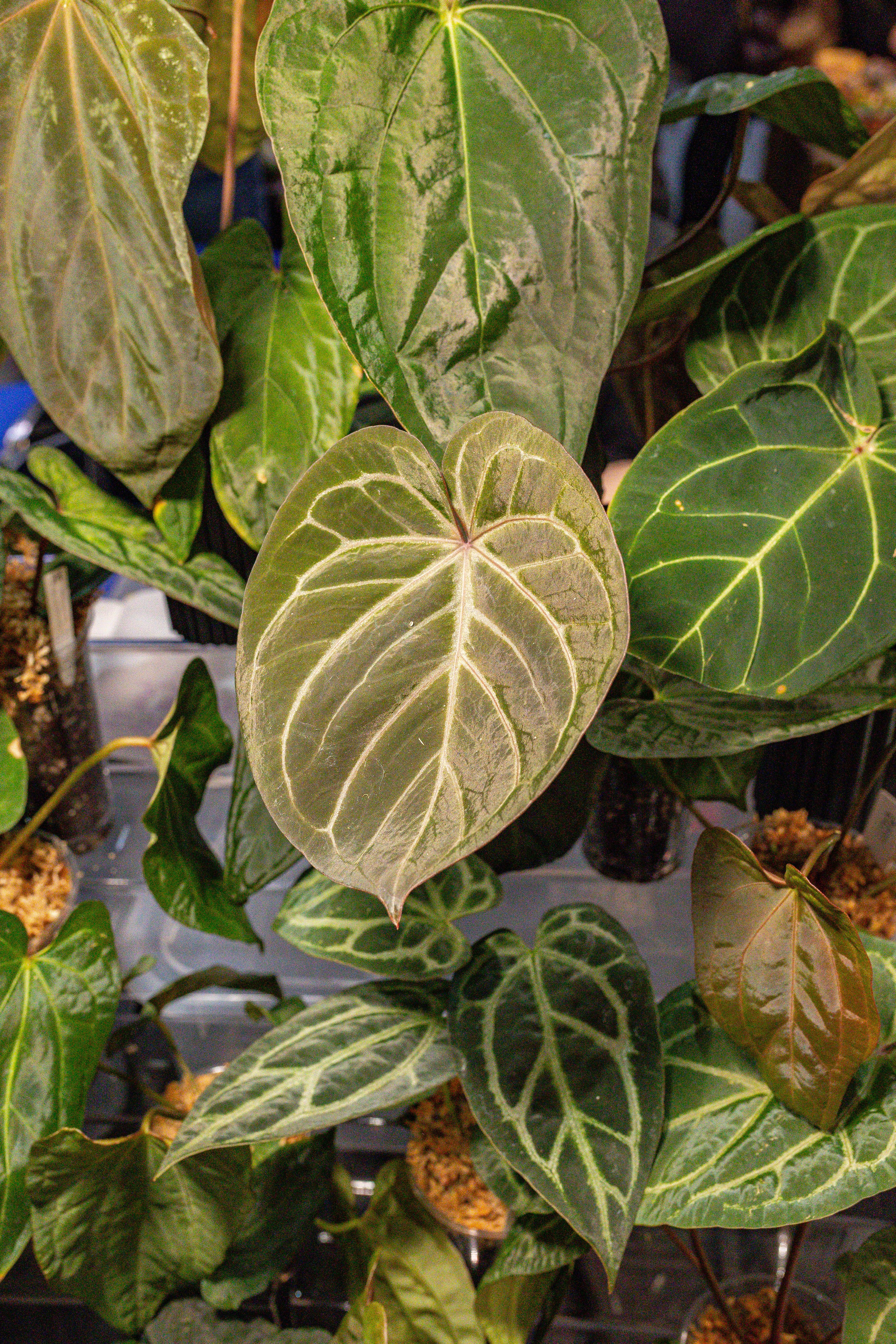 Монстериум апрель 2026. Александра Куликова фотограф, Москва