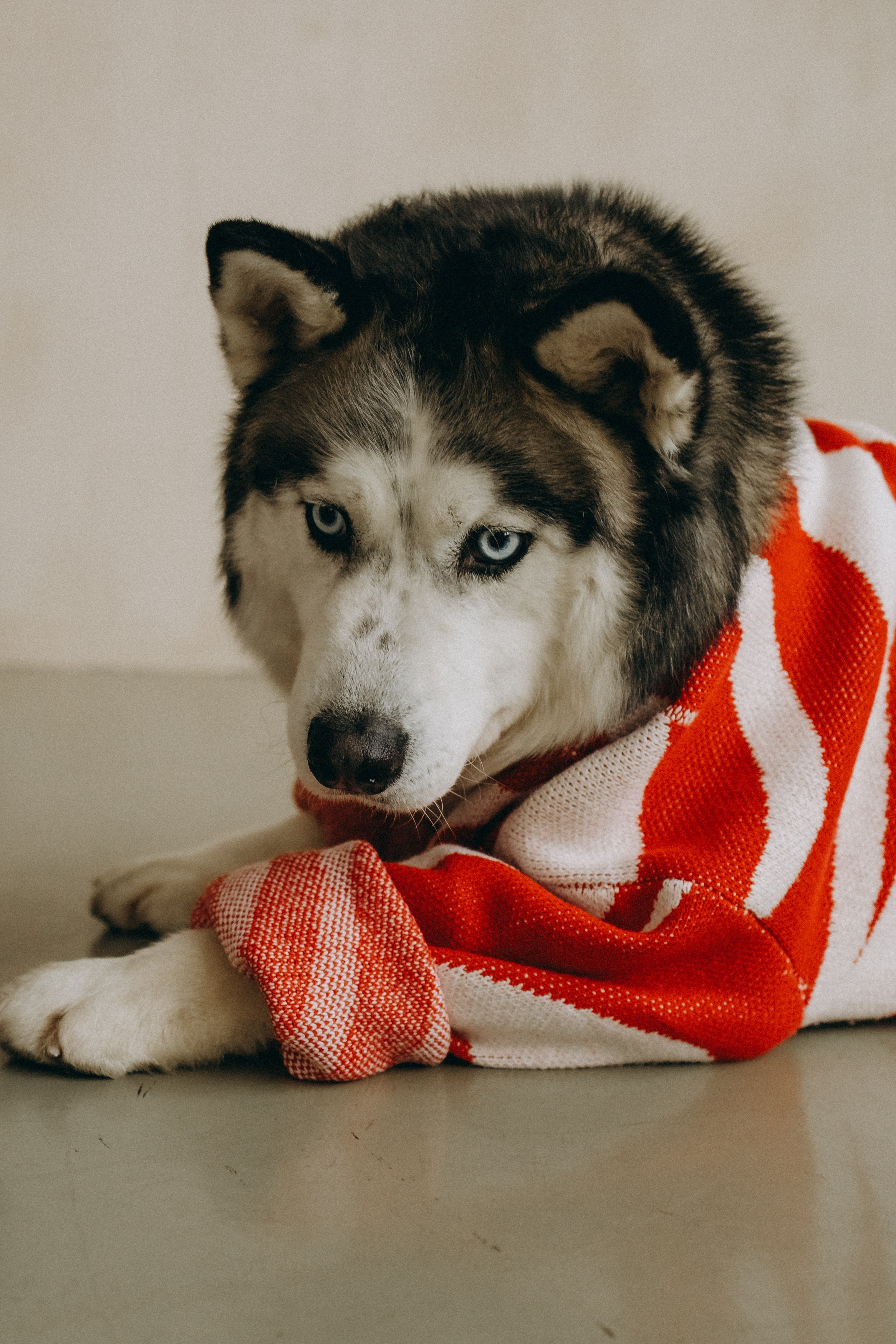 Катя, Лида, Вольт. Главная