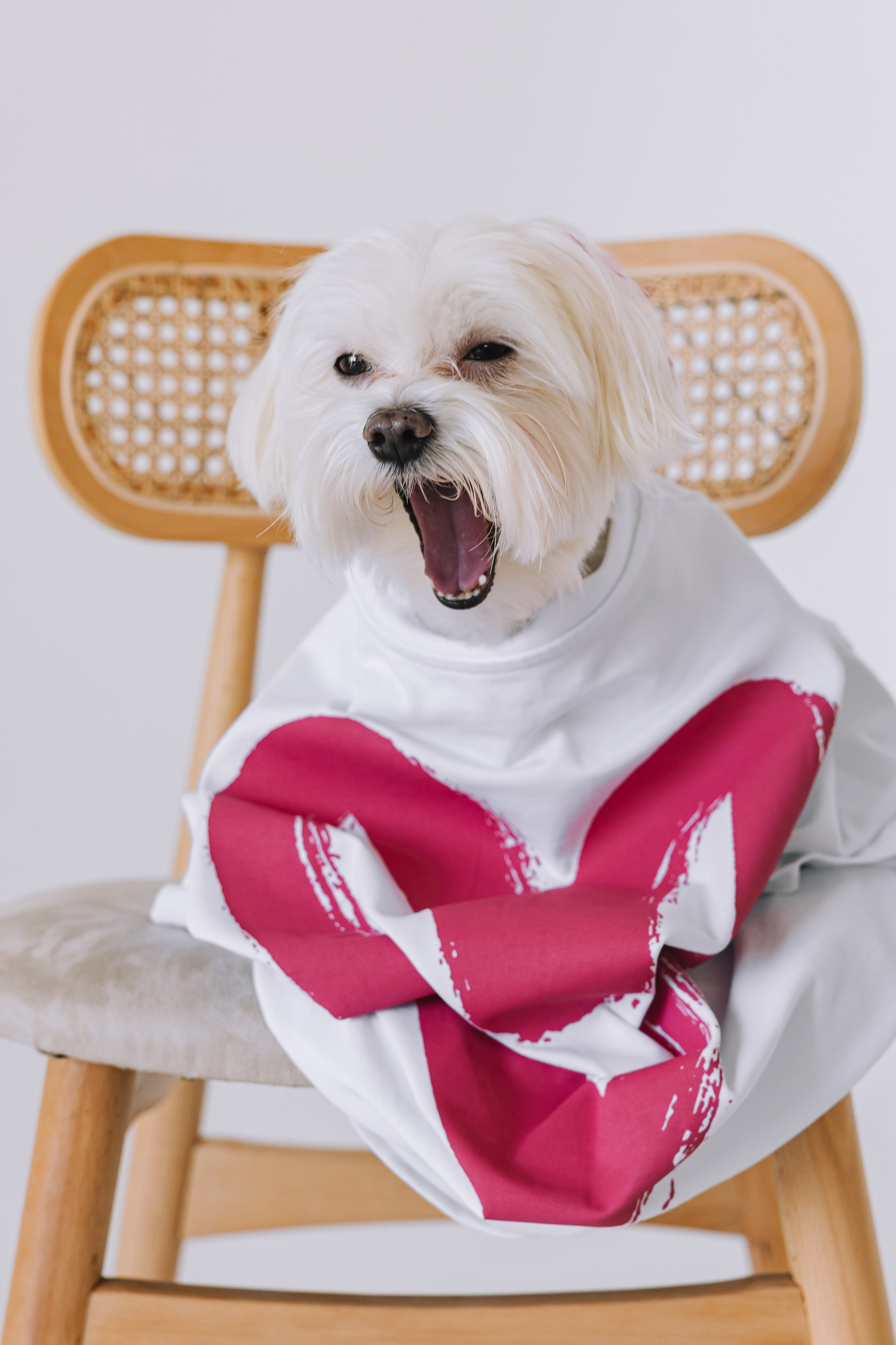 Ката и Лакки. Крылова Светлана Фотограф Челябинск