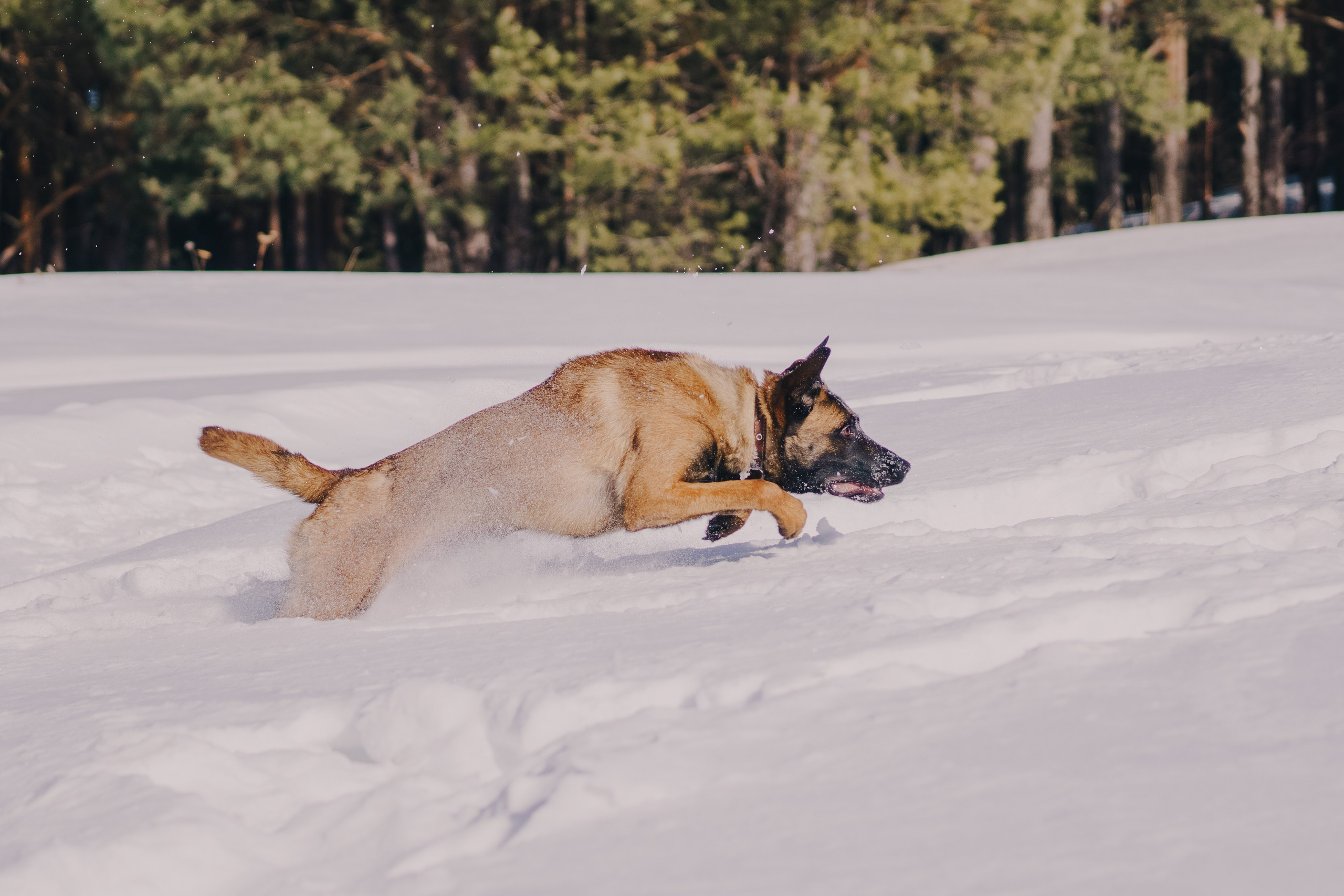 Life with dog. Saamill