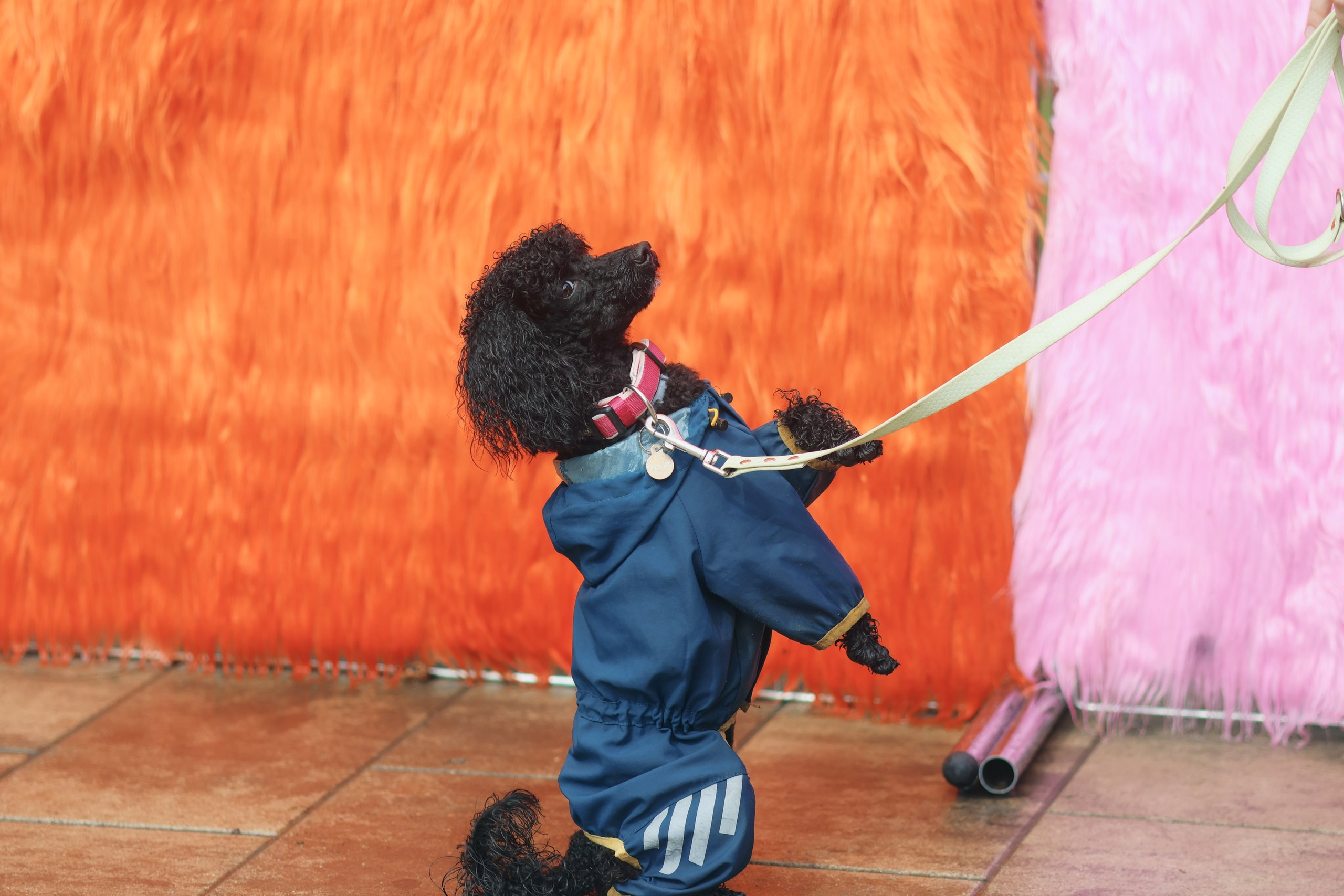 Четыре Лапы. Свадебный и репортажный фотограф Дмитрий Кононенко