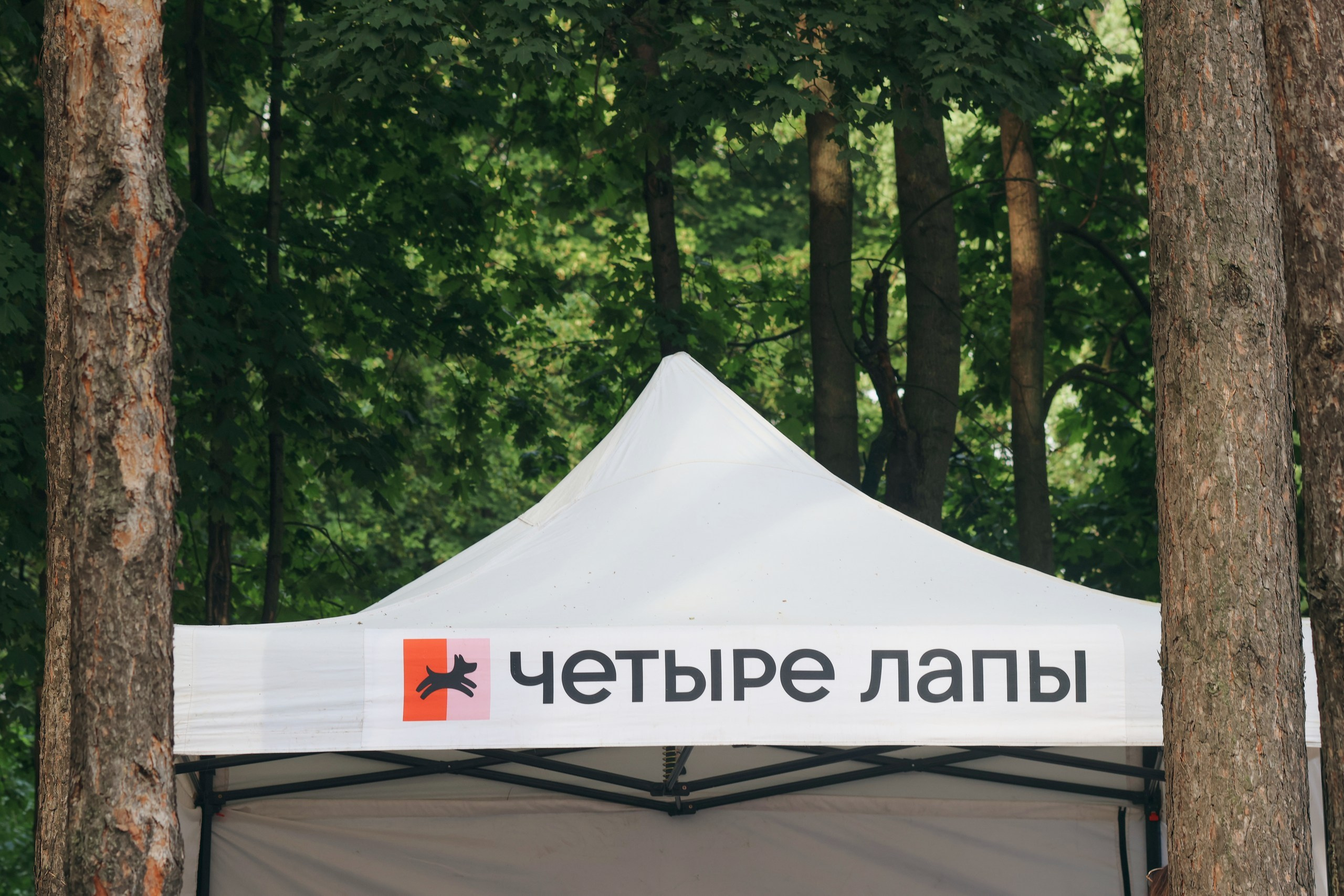 Четыре Лапы. Свадебный и репортажный фотограф Дмитрий Кононенко