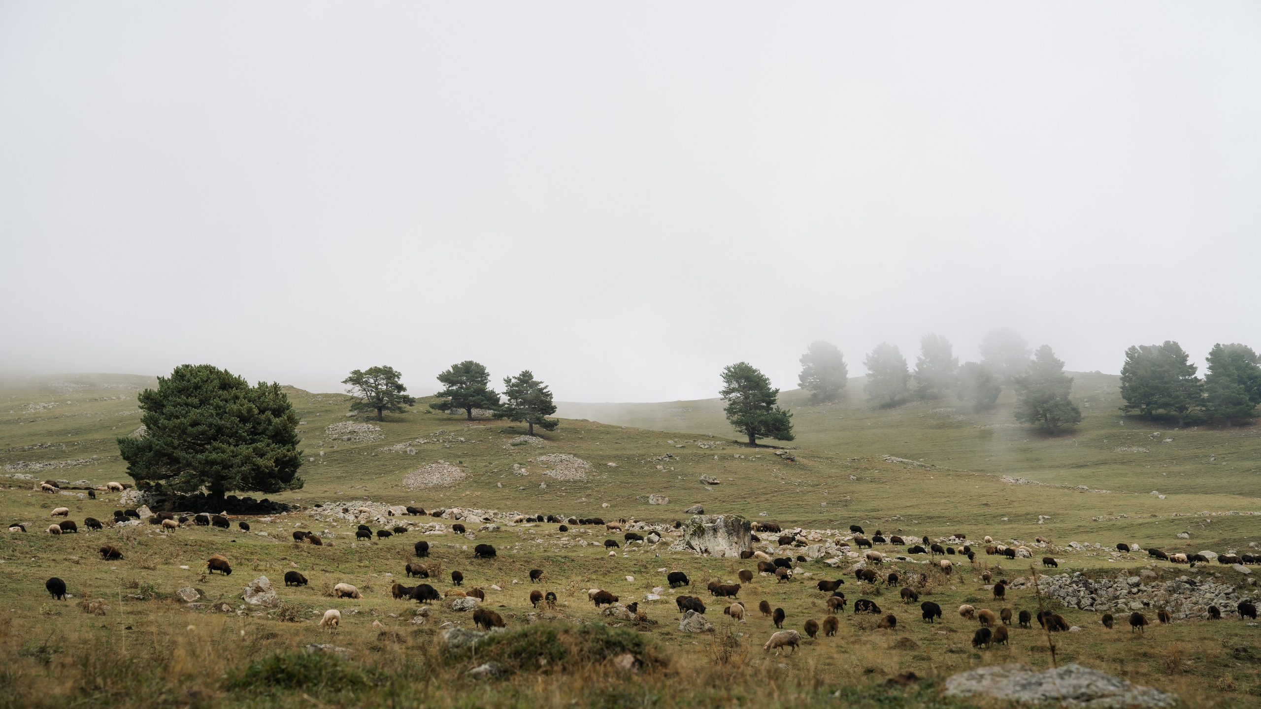 Фотограф в Ростове-на-Дону и по всему миру Веникова Ольга