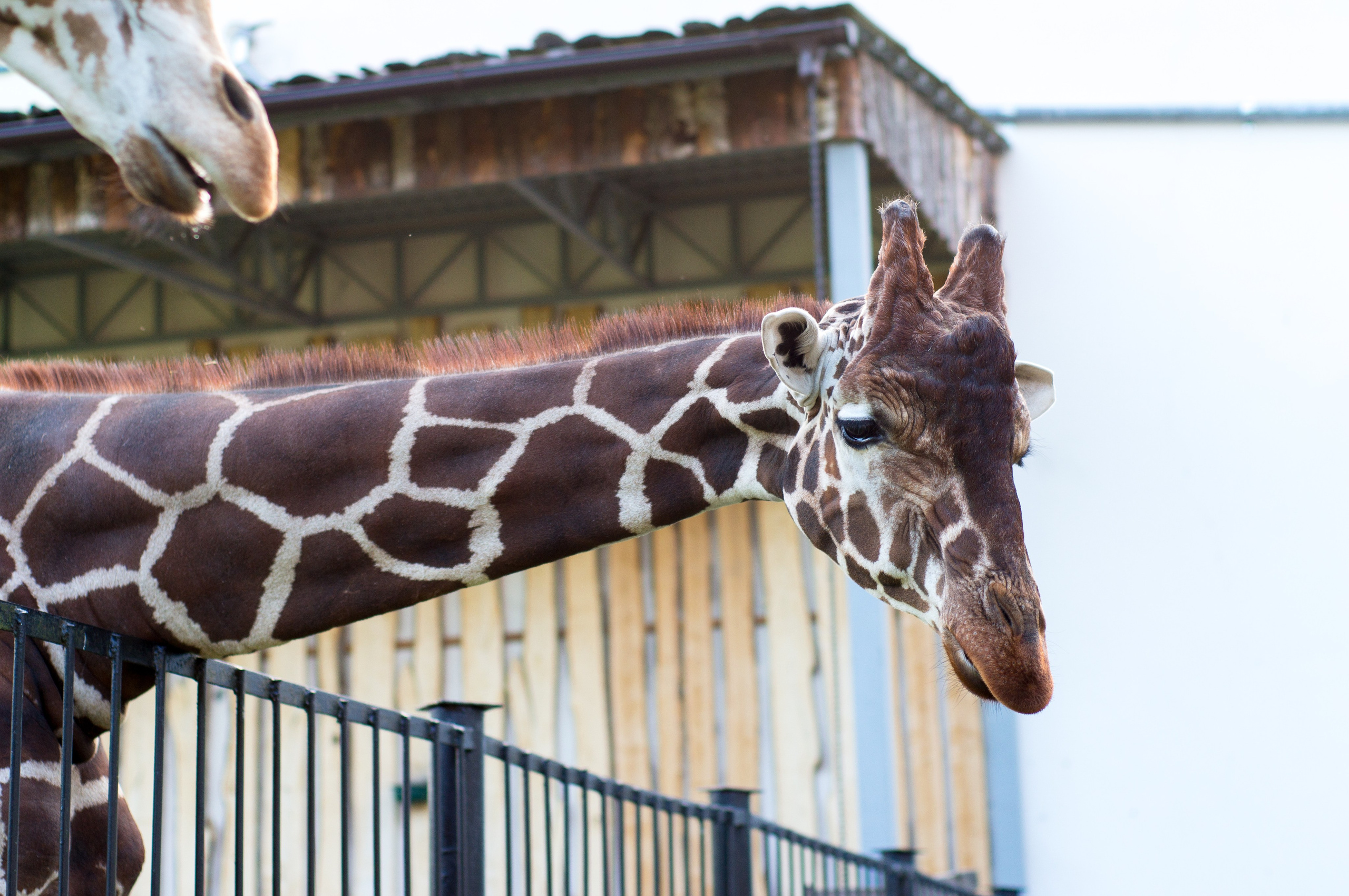 Калининград. Фотограф Шибков Константин