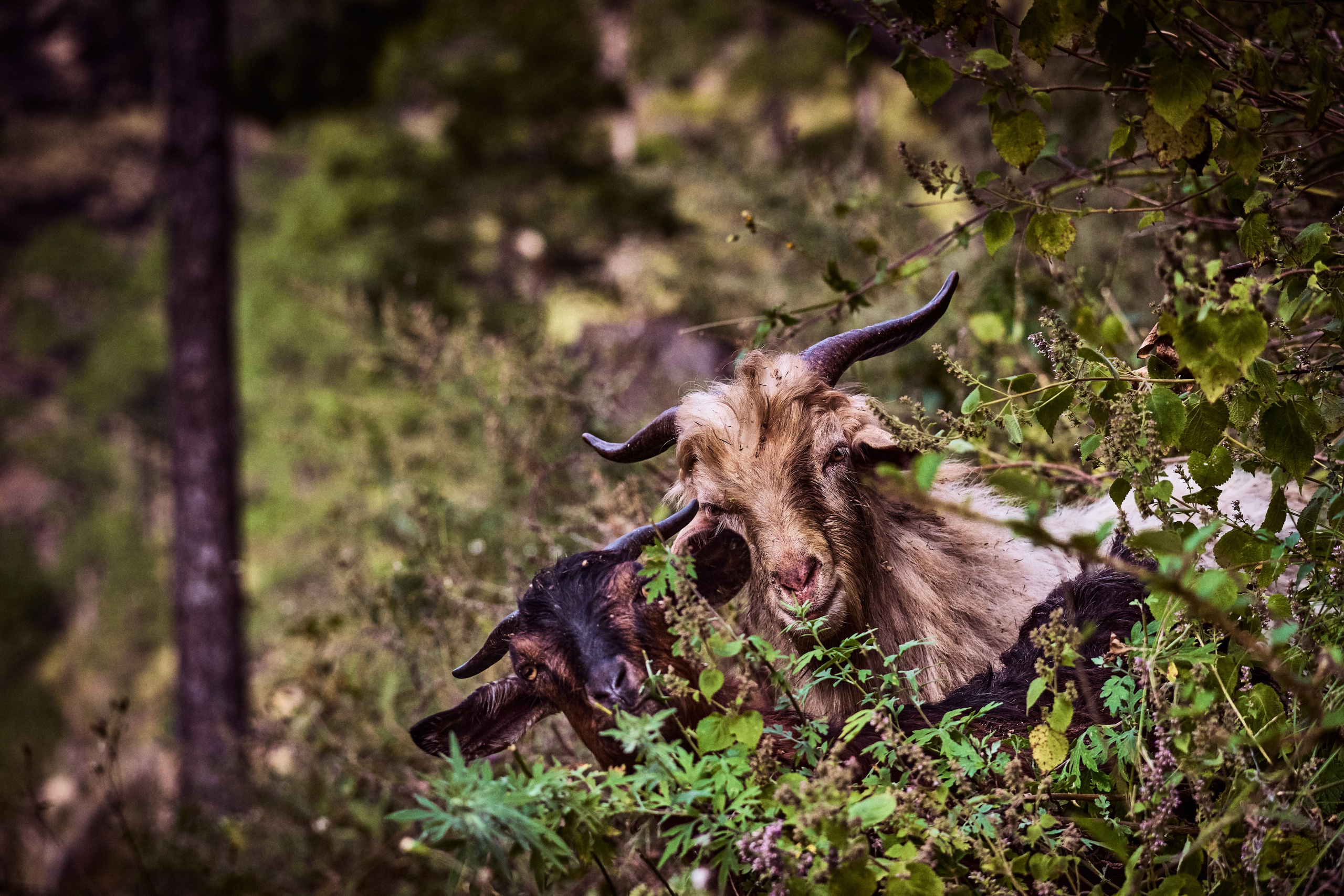 Непал. Фото