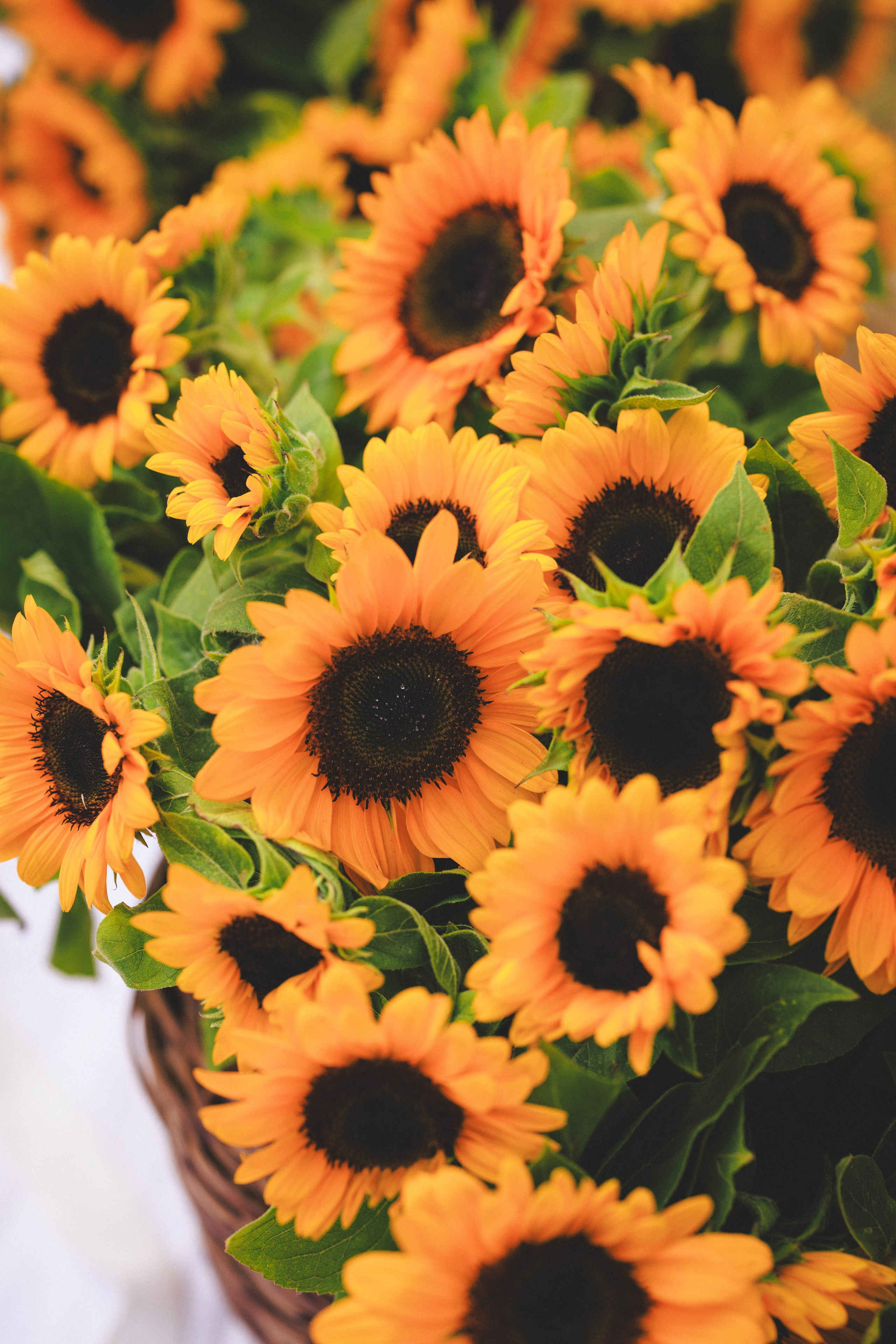 Фотосессия «ПИКНИК» на природе в Краснодаре. Семейный и детский фотограф в Краснодаре Анна Трашкова