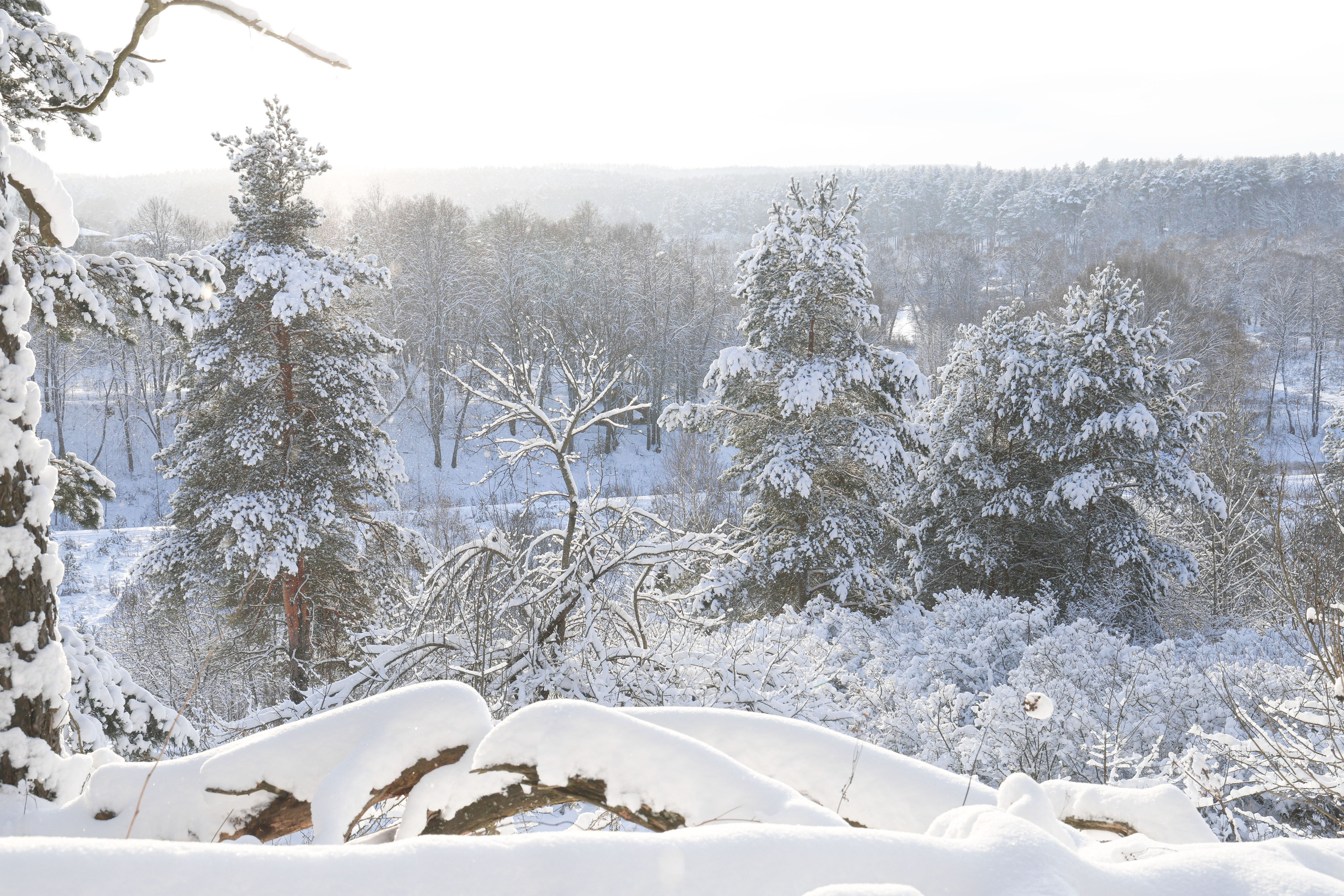 Рождествено Зима 2026. Фотограф Максим Татаринов