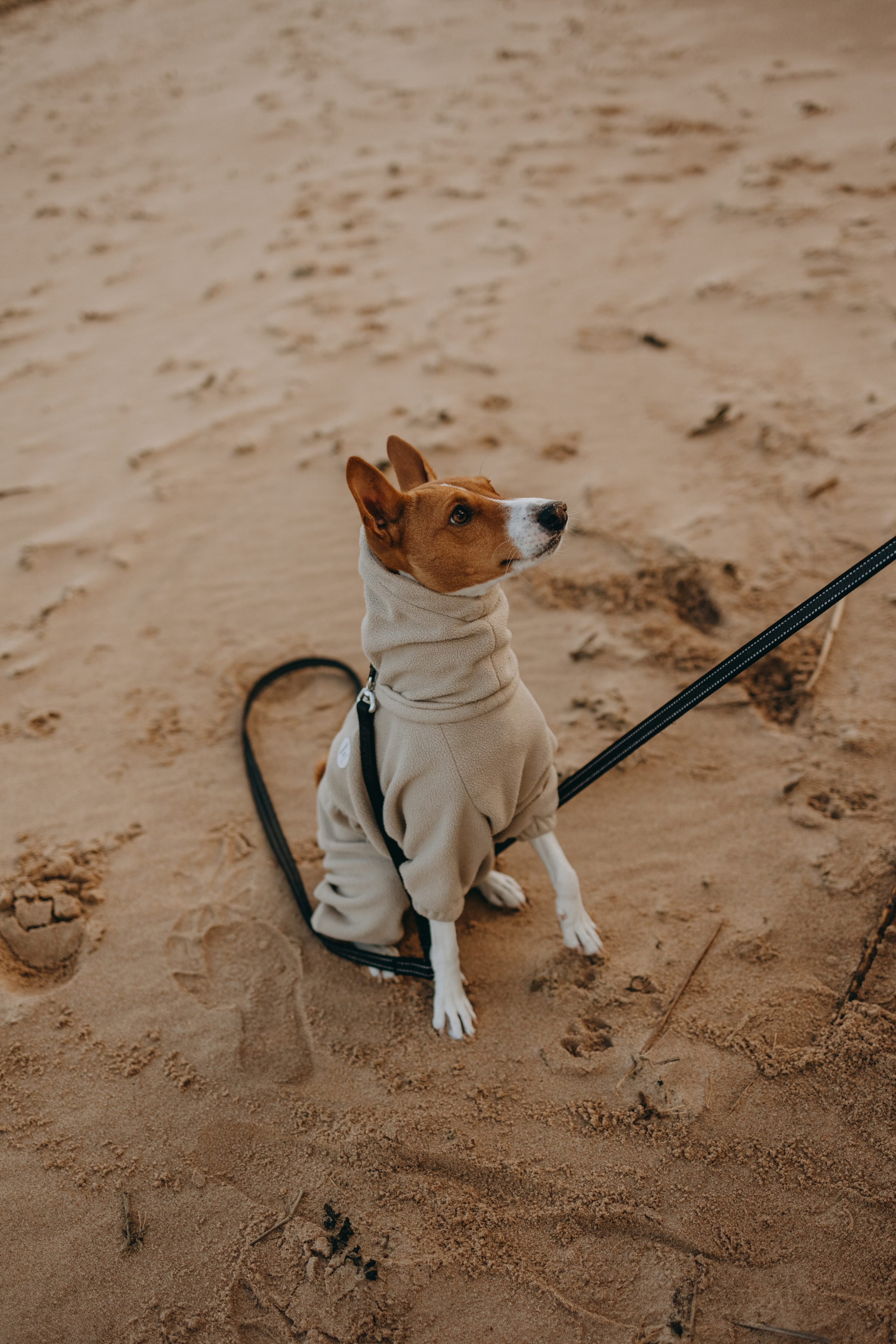 Алиса и Лео. Фотограф — Анималист | Санкт-Петербург