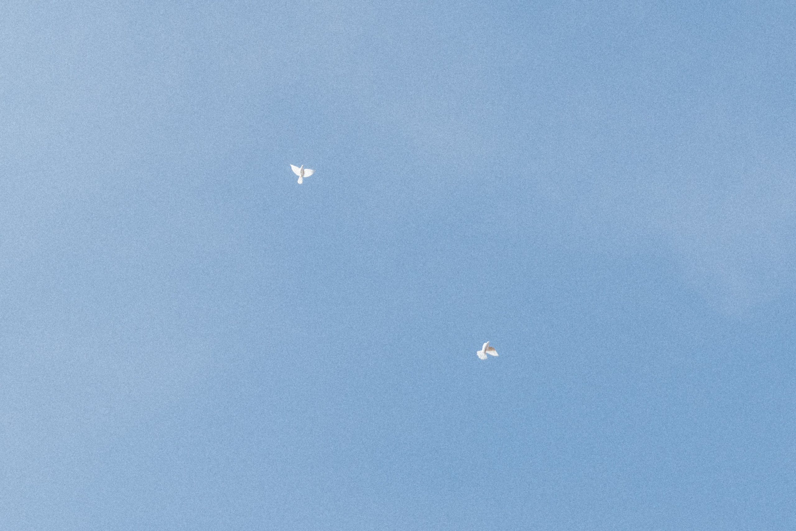 Алина и Андрей| Железнодорожный. Фотограф Москва Шептаев Артём