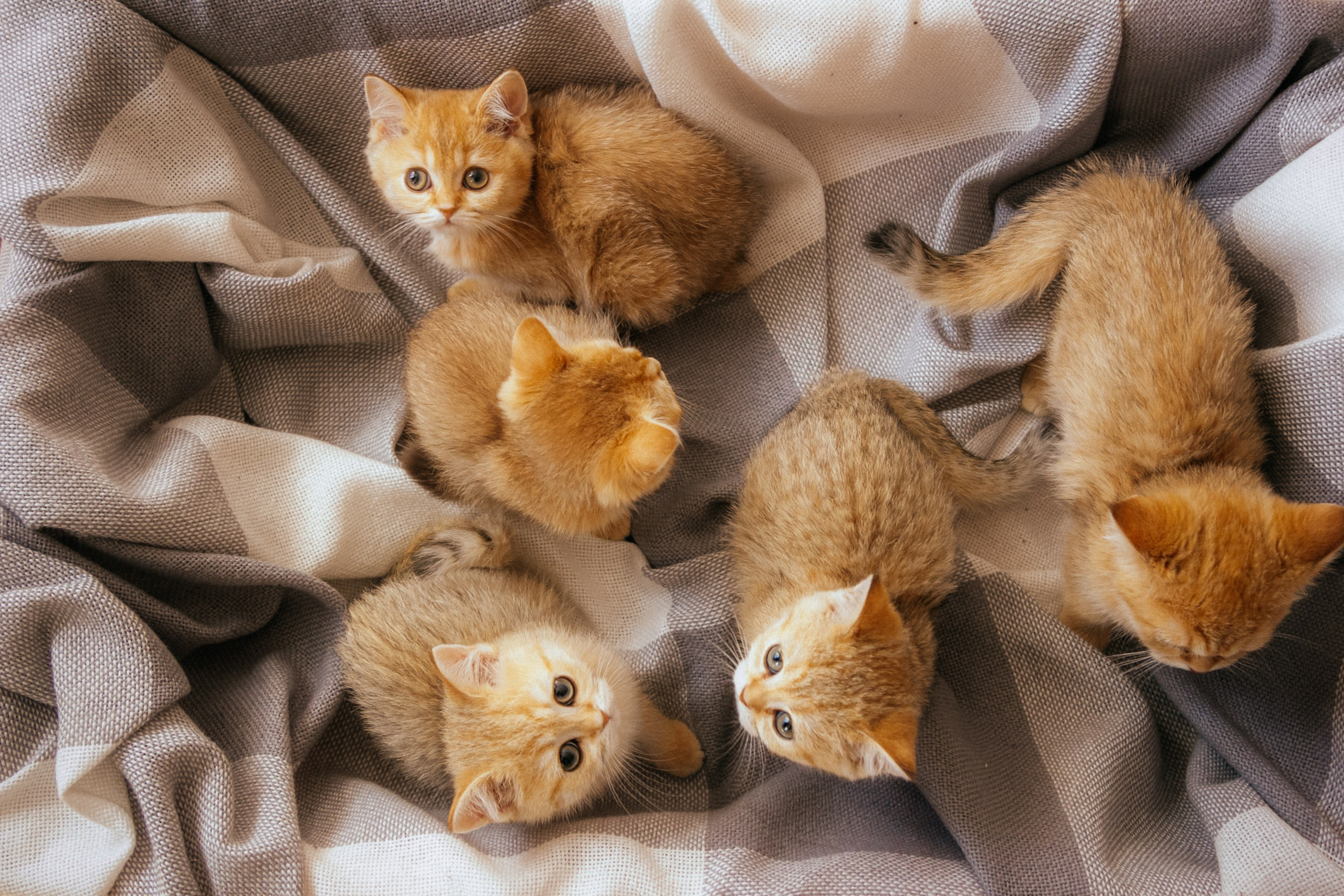 CAT. Семейный фотограф Казань Никита Федин