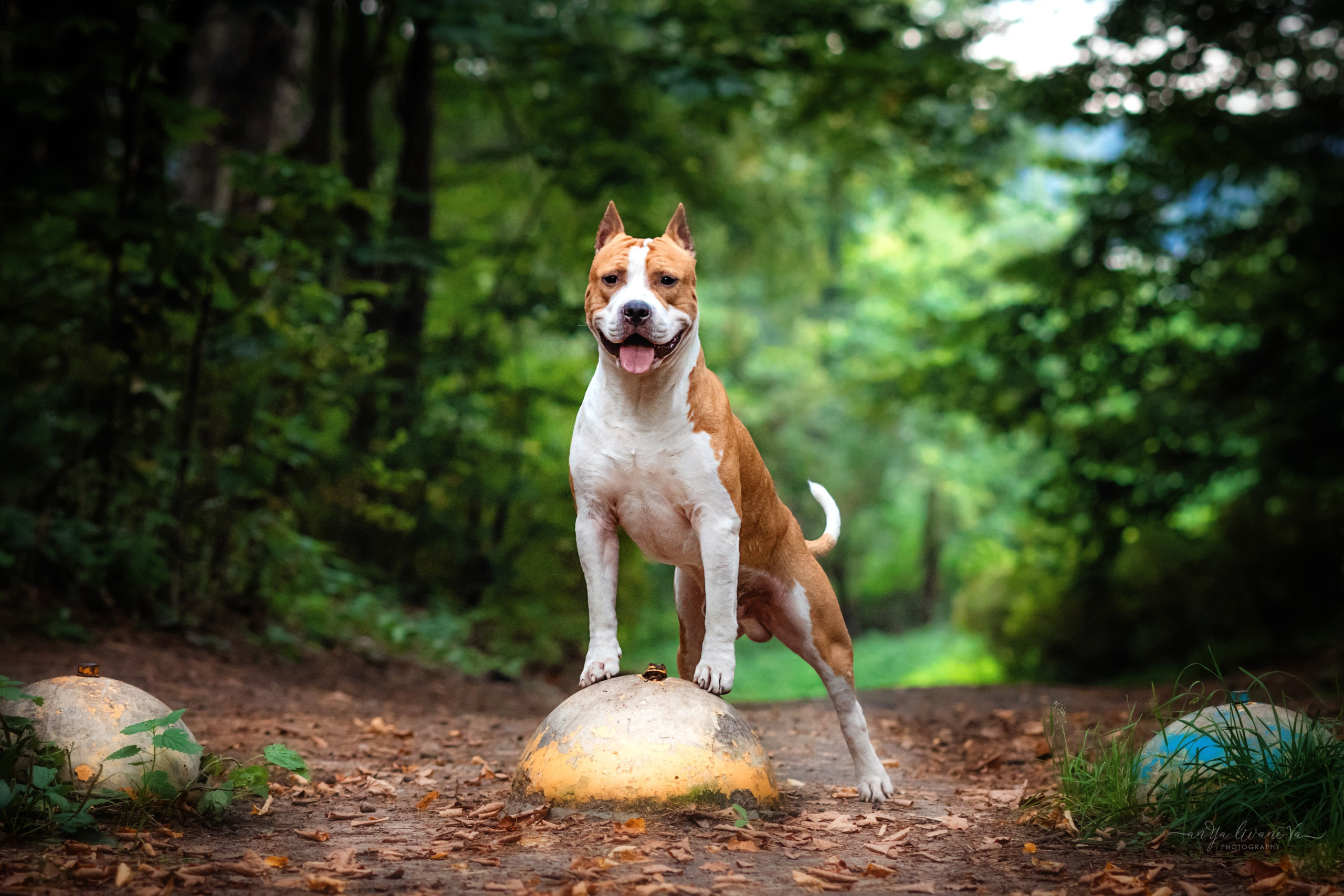 Винт и Дея. Фотограф анималист Аня Ливанова | Рыбинск