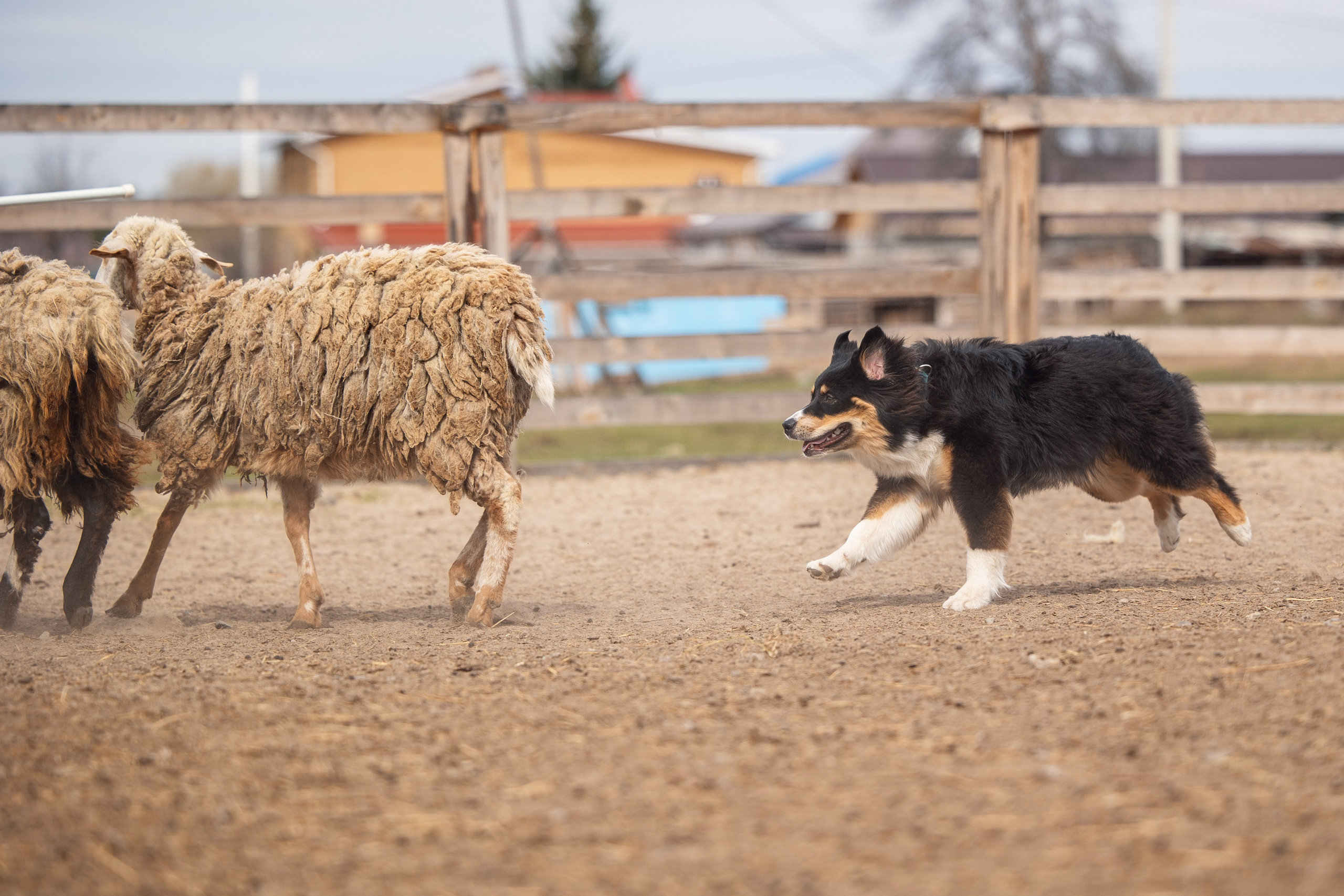 Ночь. YULA KOLESOVA | Фотограф — Анималист | Художник | Тюмень