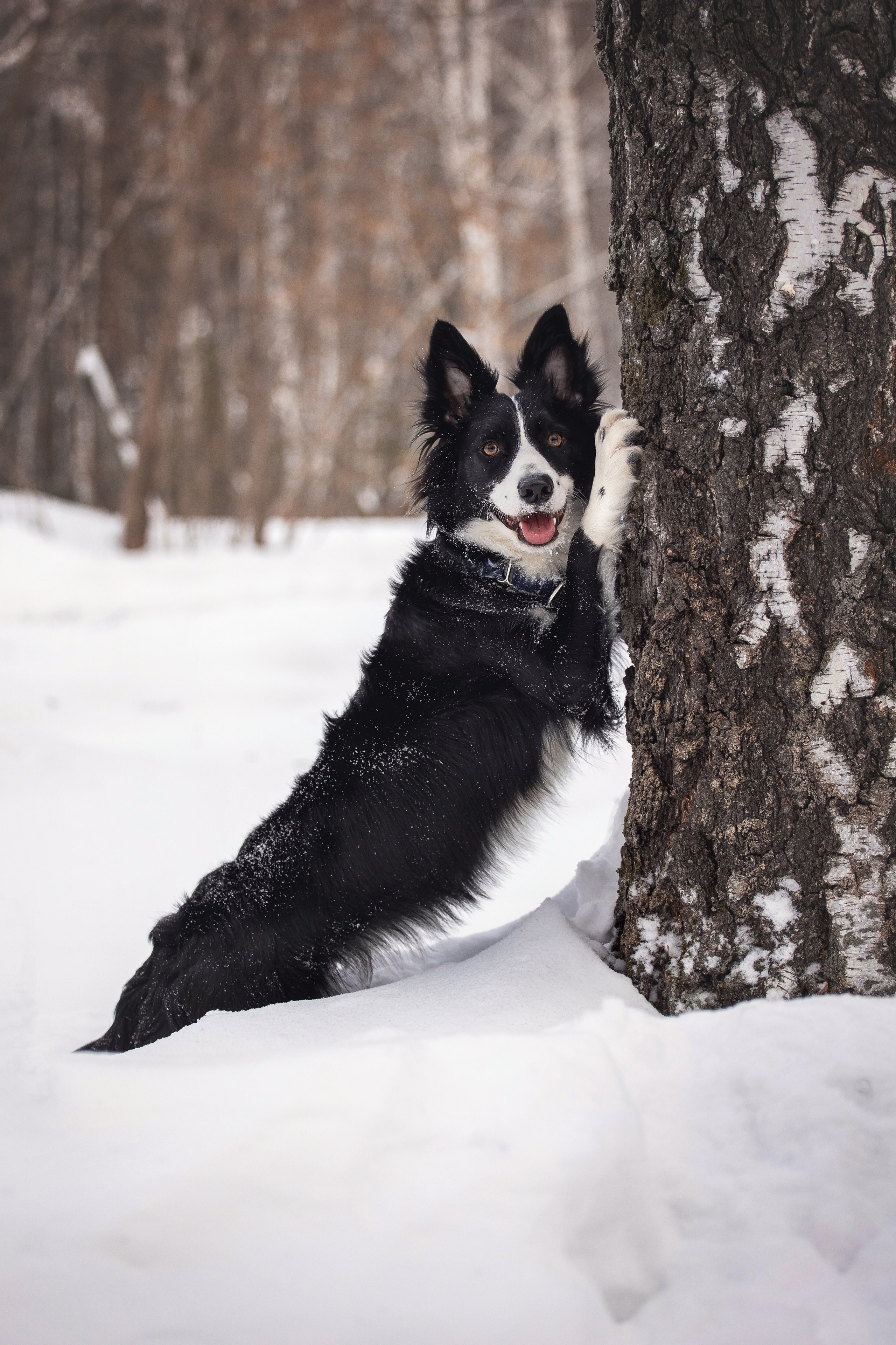 Арина и Грейс. YULA KOLESOVA | Фотограф — Анималист | Художник | Тюмень