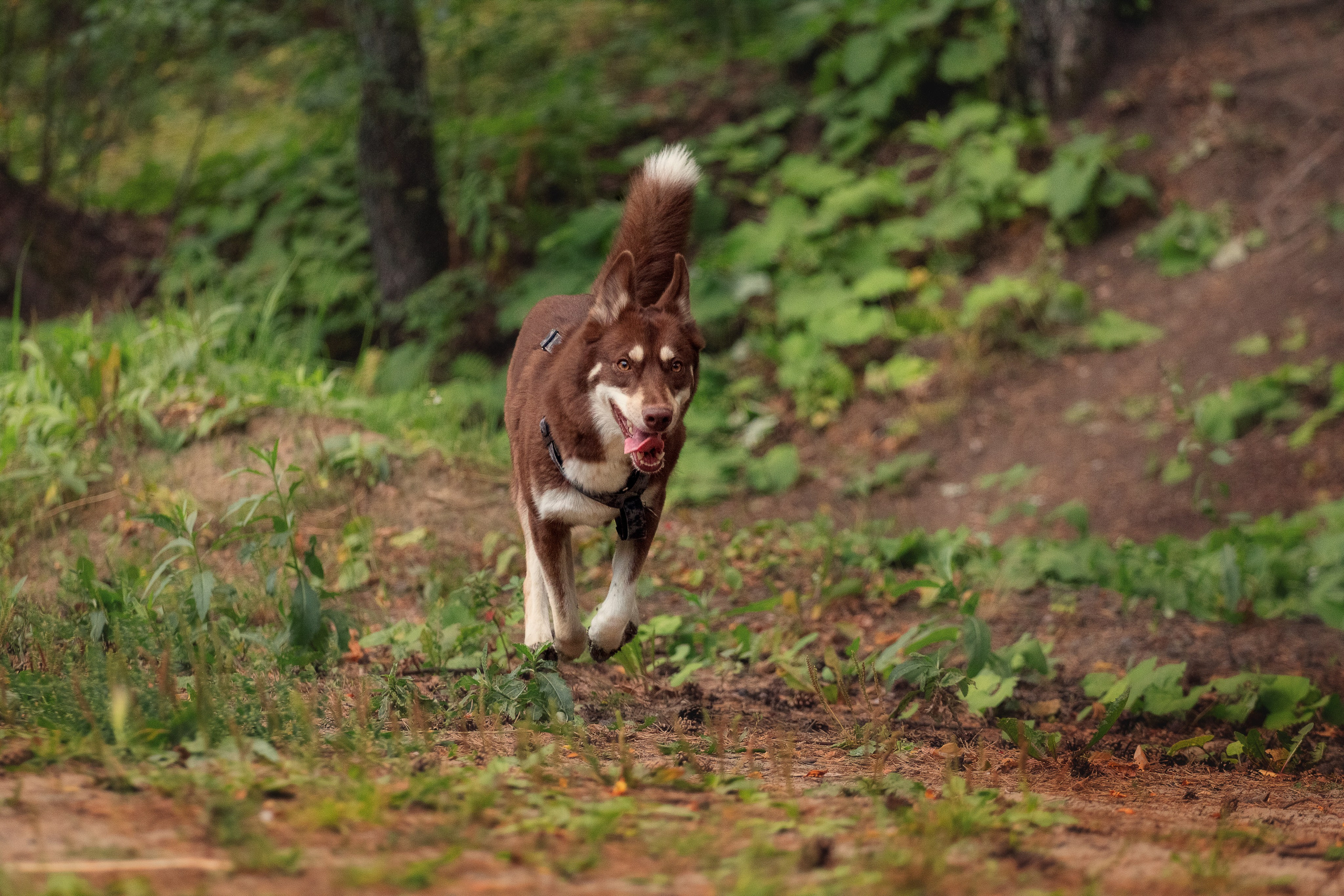 Светлана и Тисэ. YULA KOLESOVA | Фотограф — Анималист | Художник | Тюмень