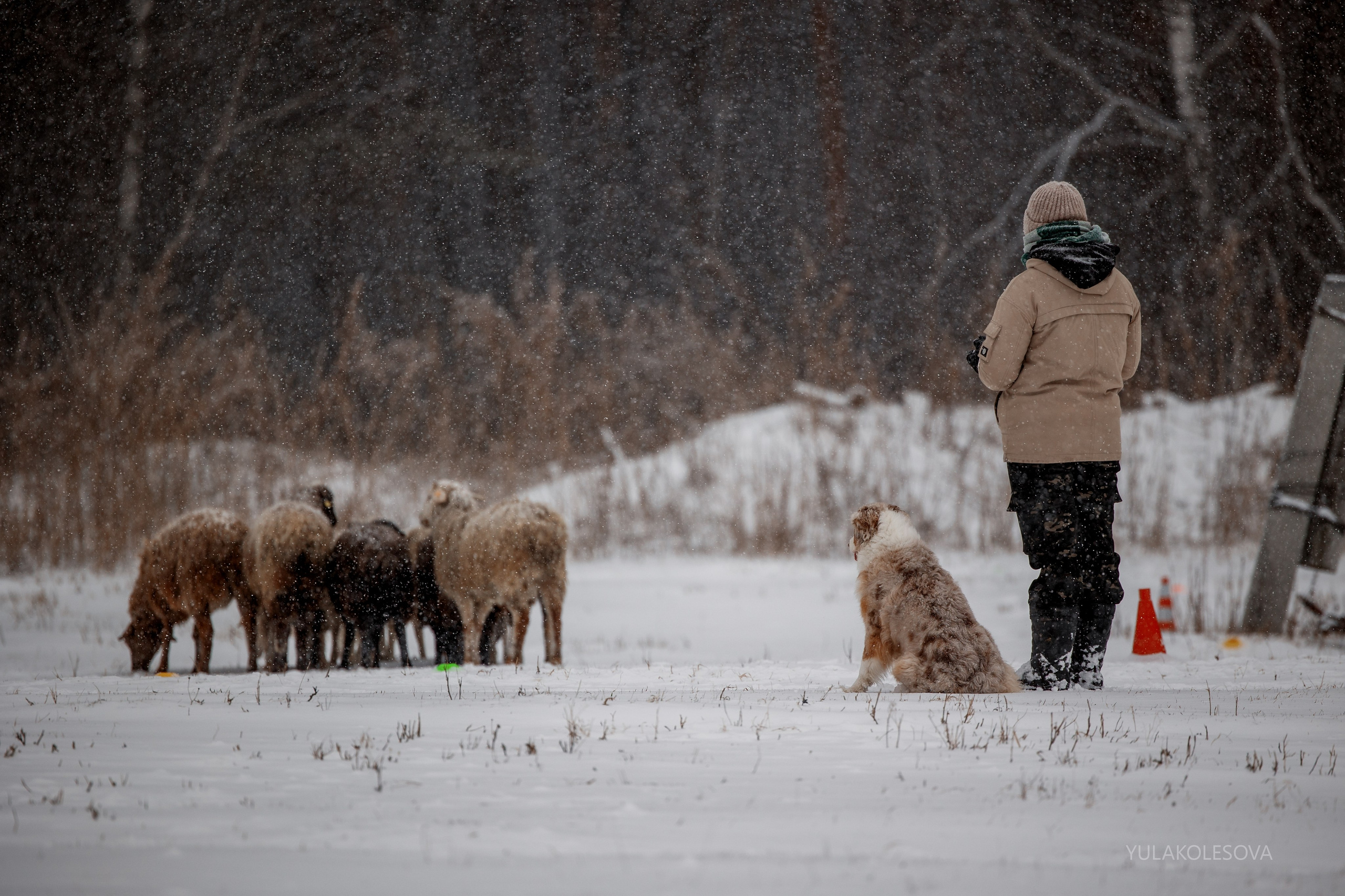 Пастуший интенсив, ноябрь 2024. YULA KOLESOVA | Фотограф — Анималист | Художник | Тюмень