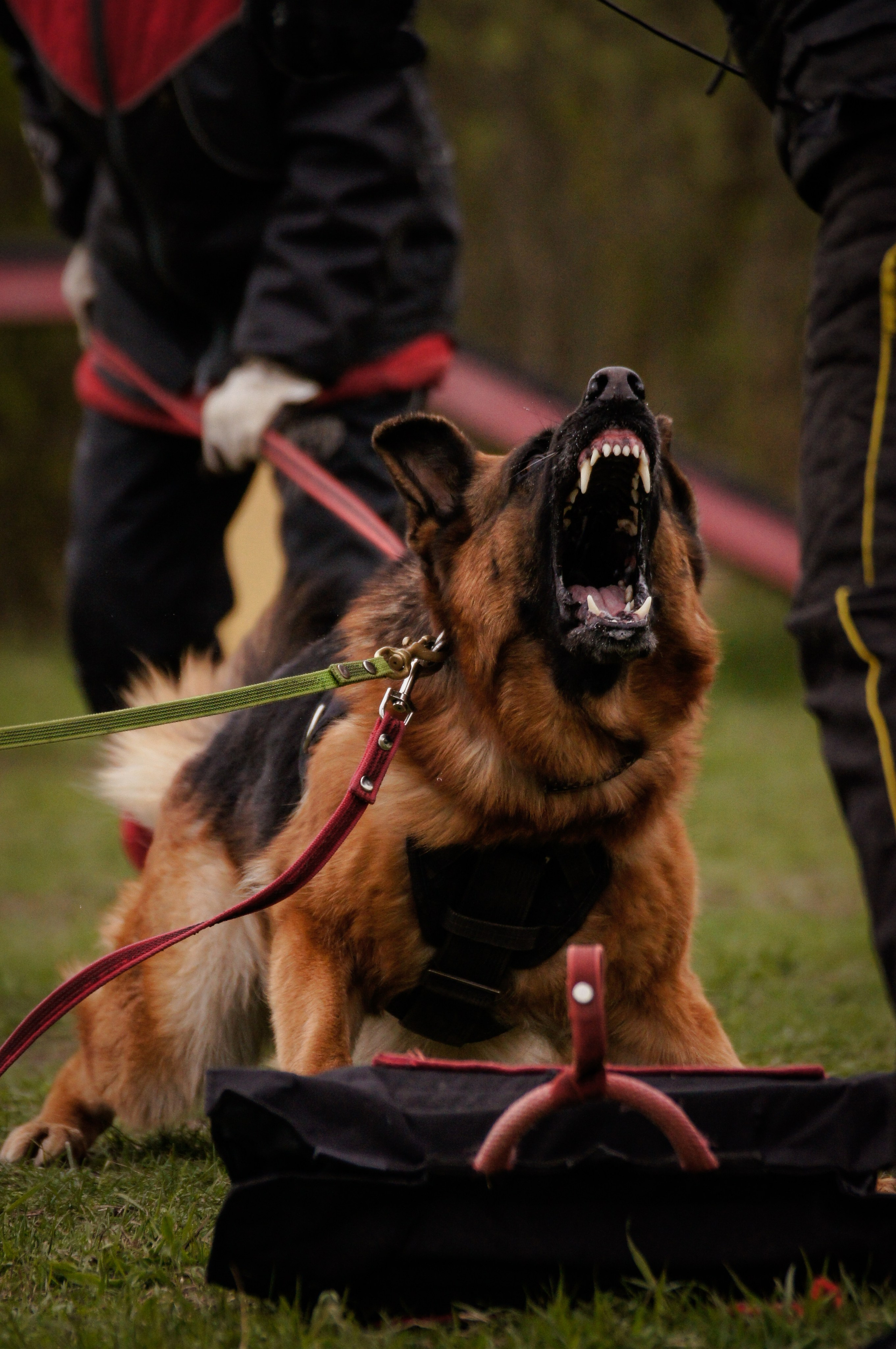 Репортажная съемка. Фотограф-анималист Нижний Новгород