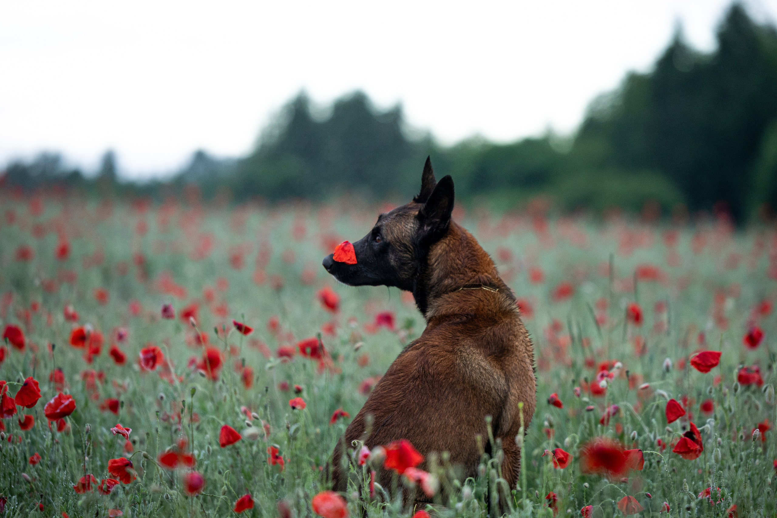 Маковое поле. Фотограф-анималист Анна Маринич