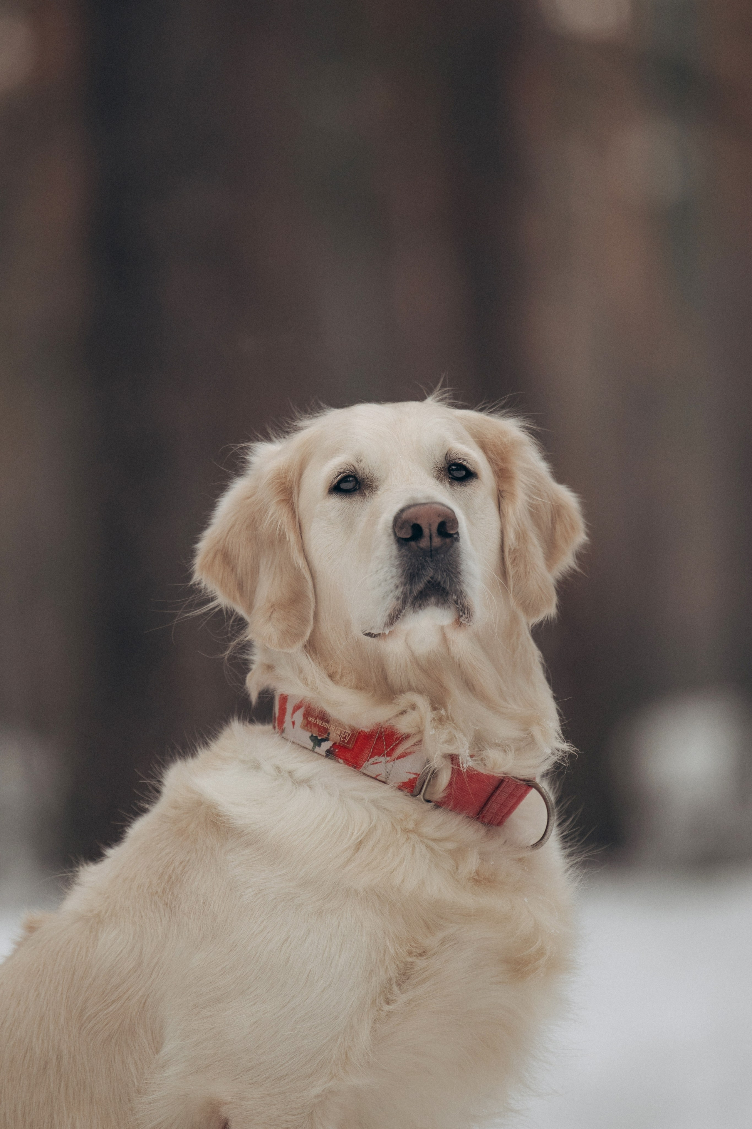 Зима. Лес. Татьяна и Делла. Фотограф анималист в Казани Алина Сулейманова. Фотограф животных