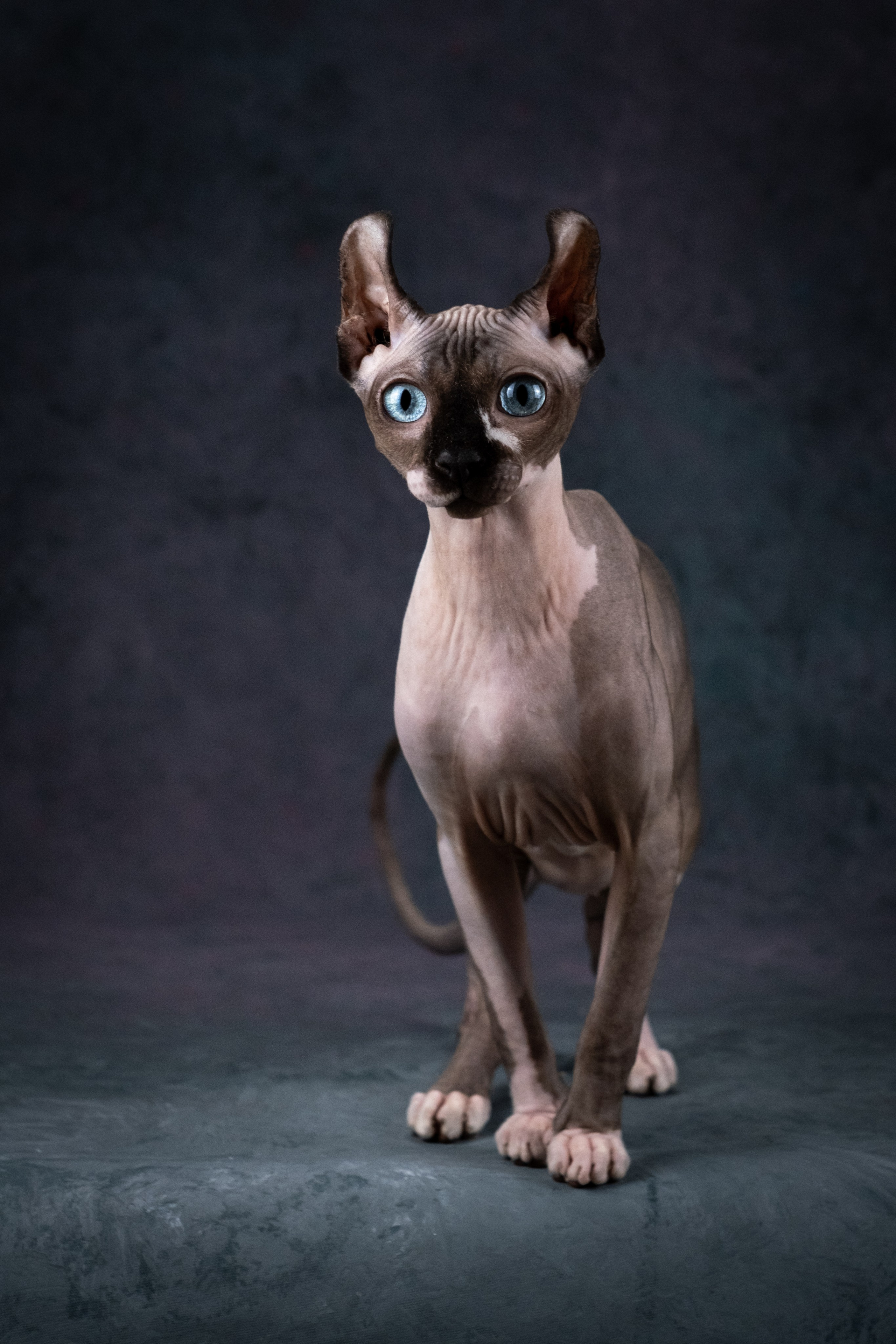 Нюша для Светланы!. Зоофотограф, фотограф животных в Москве и области Дина Дамоцева