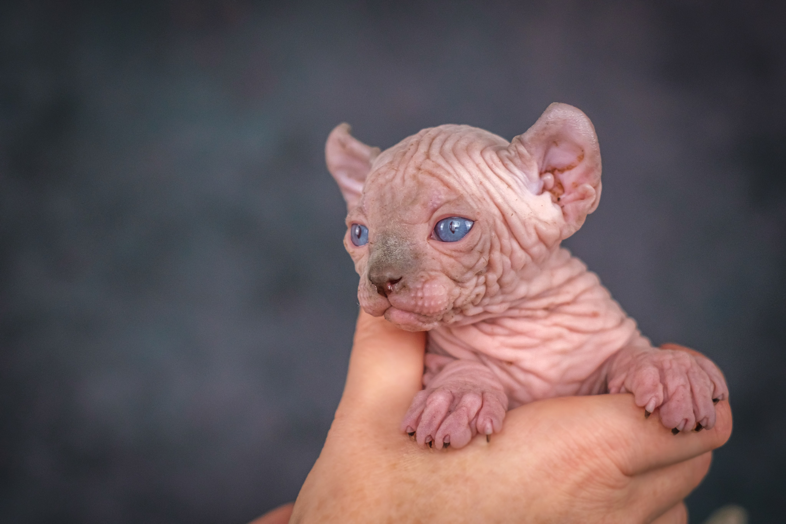 Котята для Данила и Ланы. Зоофотограф, фотограф животных в Москве и области Дина Дамоцева