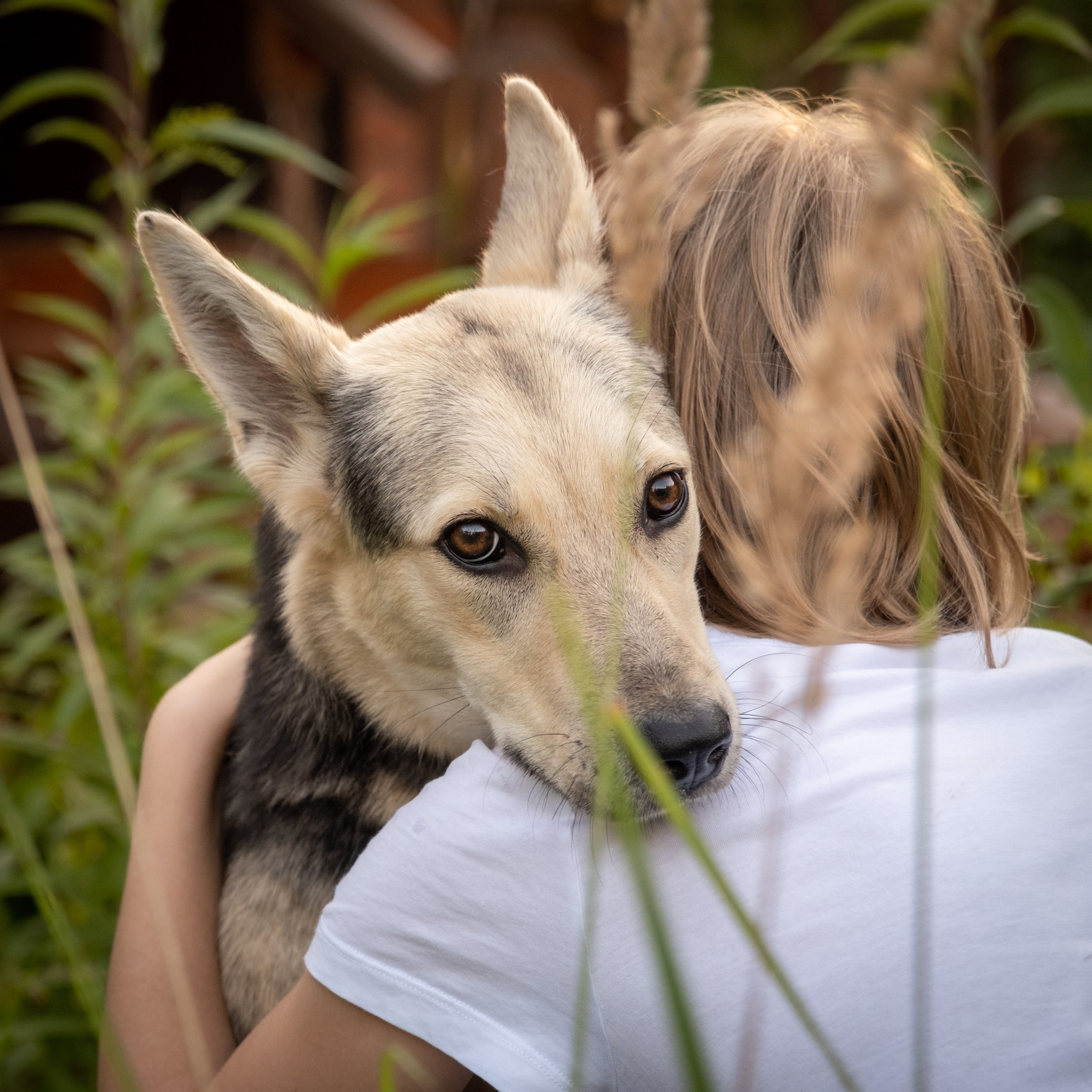 Альфа и Вафля для Екатерины!. Зоофотограф, фотограф животных в Москве и области Дина Дамоцева