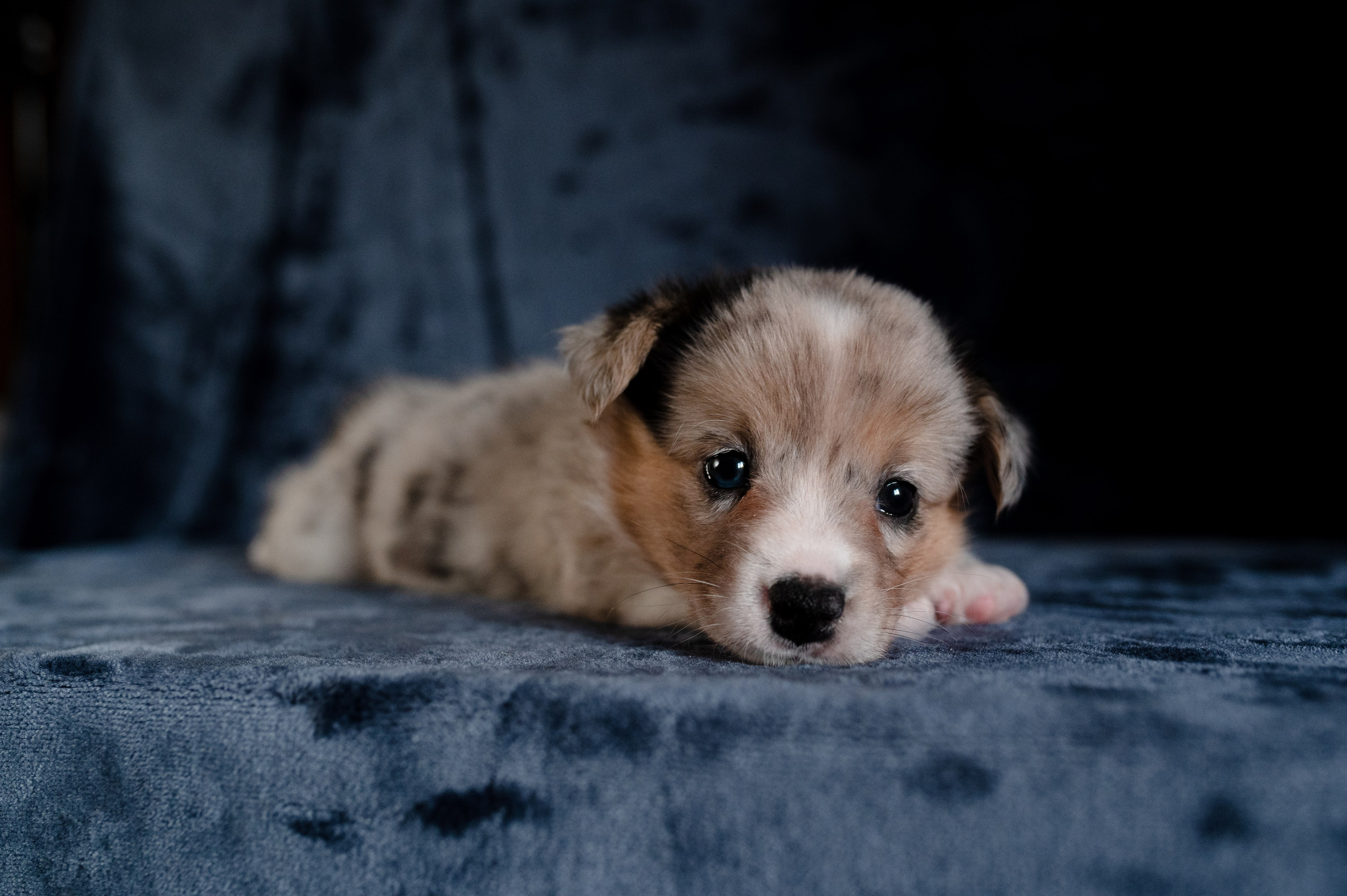 Вельш-корги-пемброк. Фотограф анималист в Москве Ольга Агушева