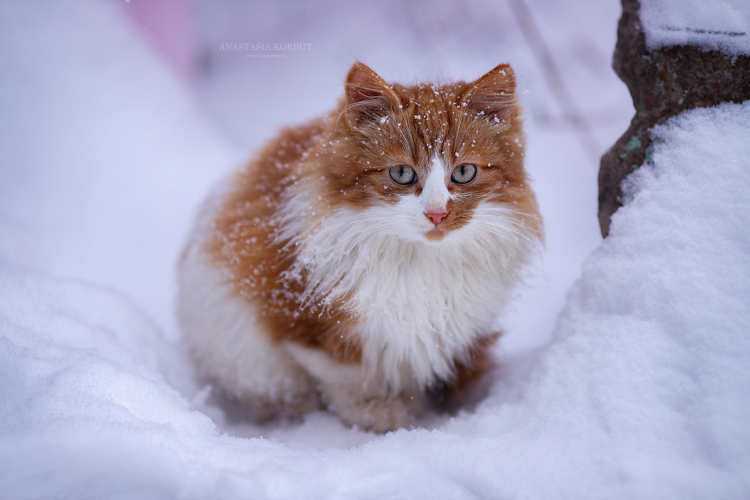Фотосессия животных. Арт фотограф в Минске Анастасия Корбут