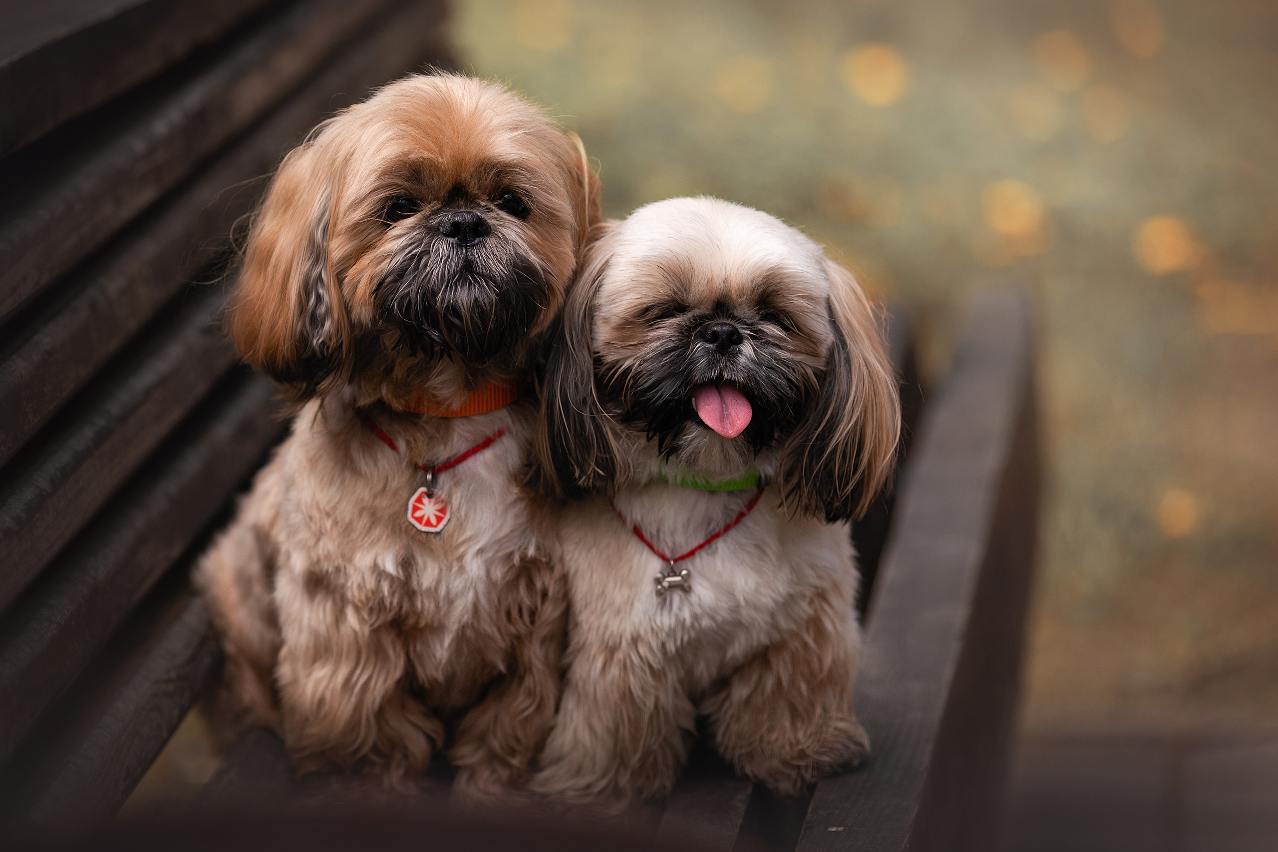 Фотосессия животных. Арт фотограф в Минске Анастасия Корбут