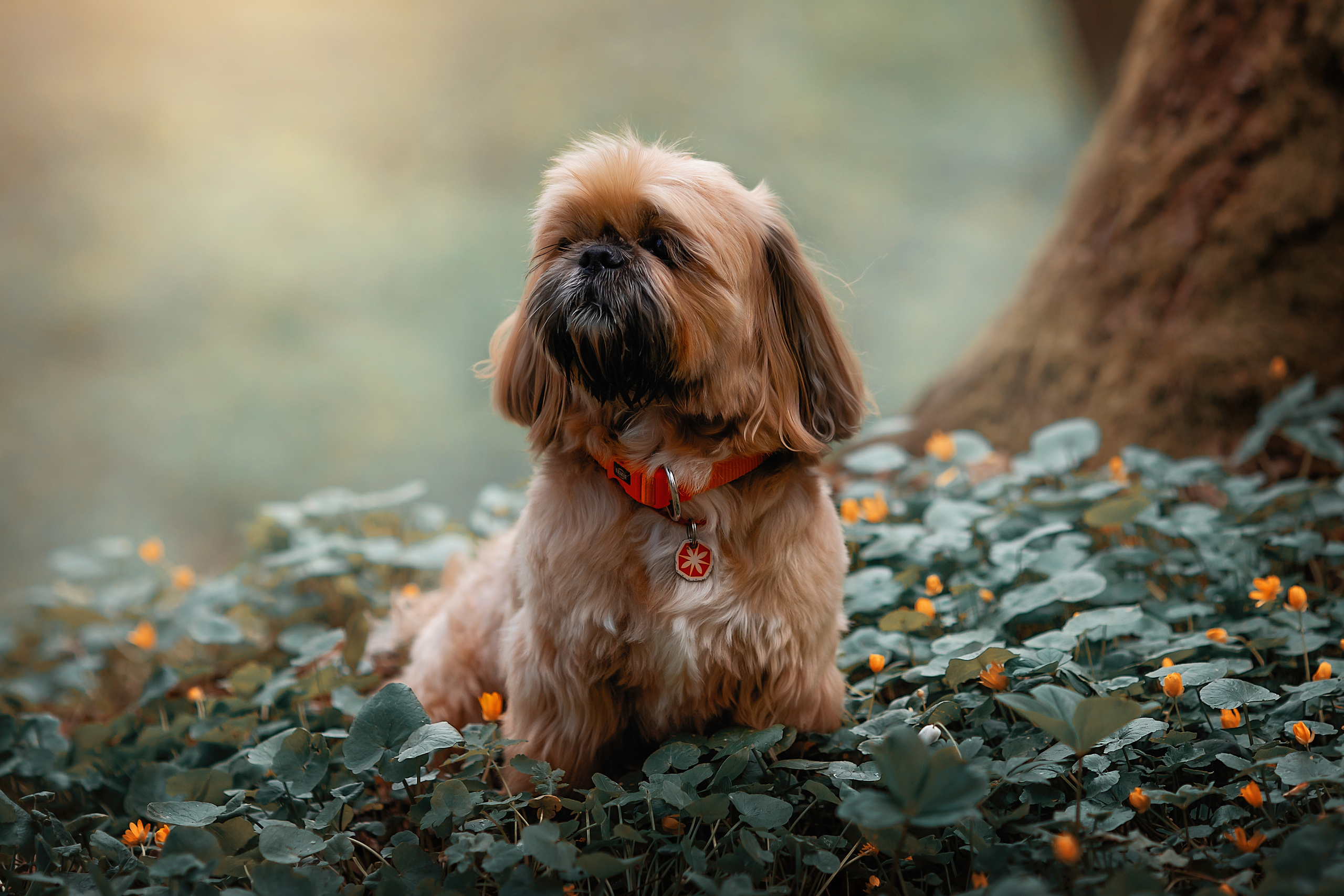 Фотосессия животных. Арт фотограф в Минске Анастасия Корбут
