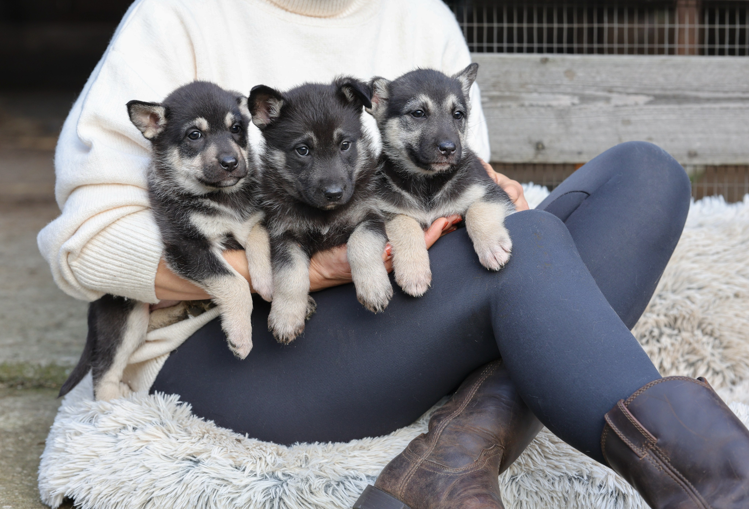 Щенки. Фотограф Максим Татаринов
